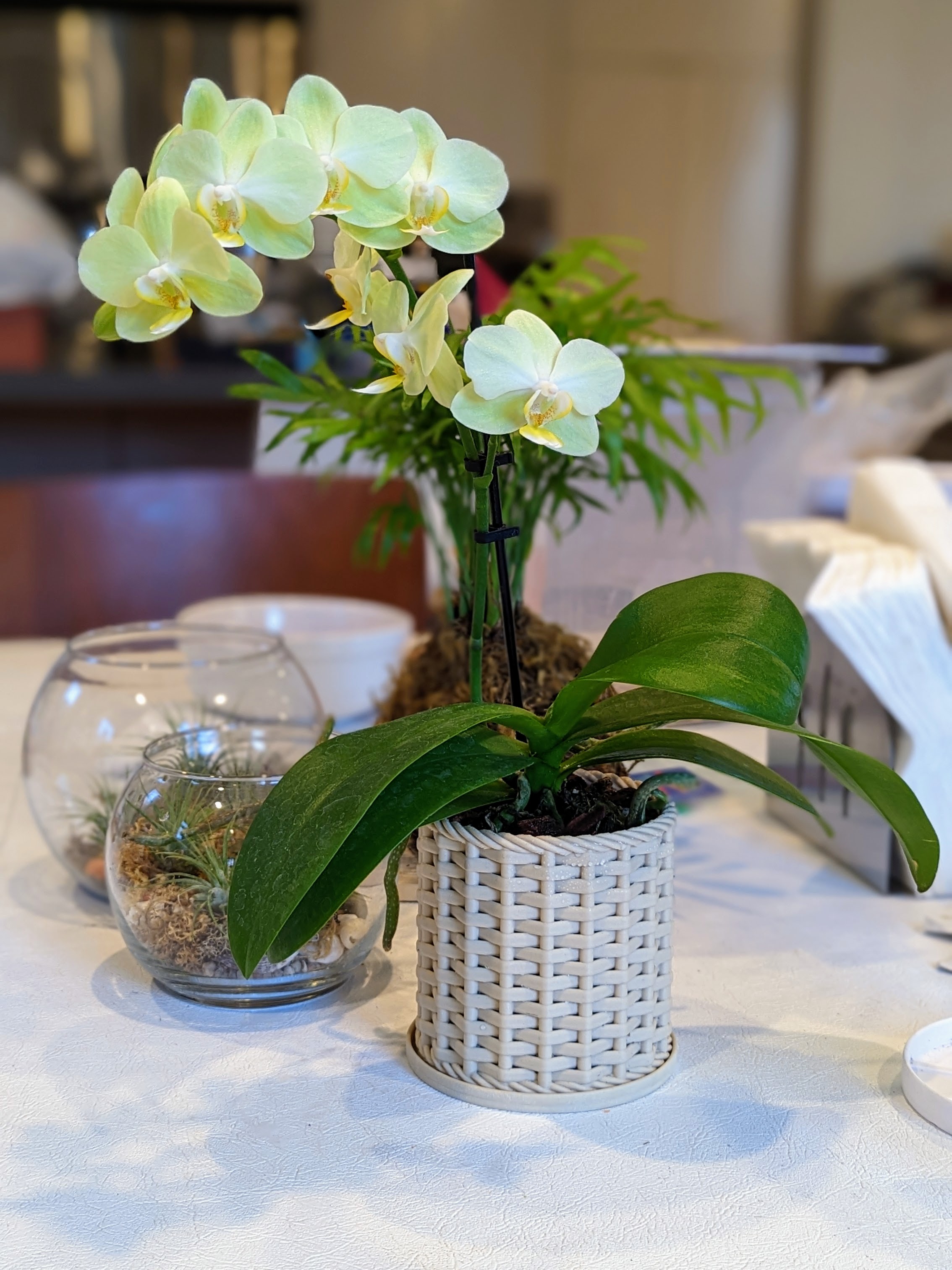 Wicker Orchid Pot