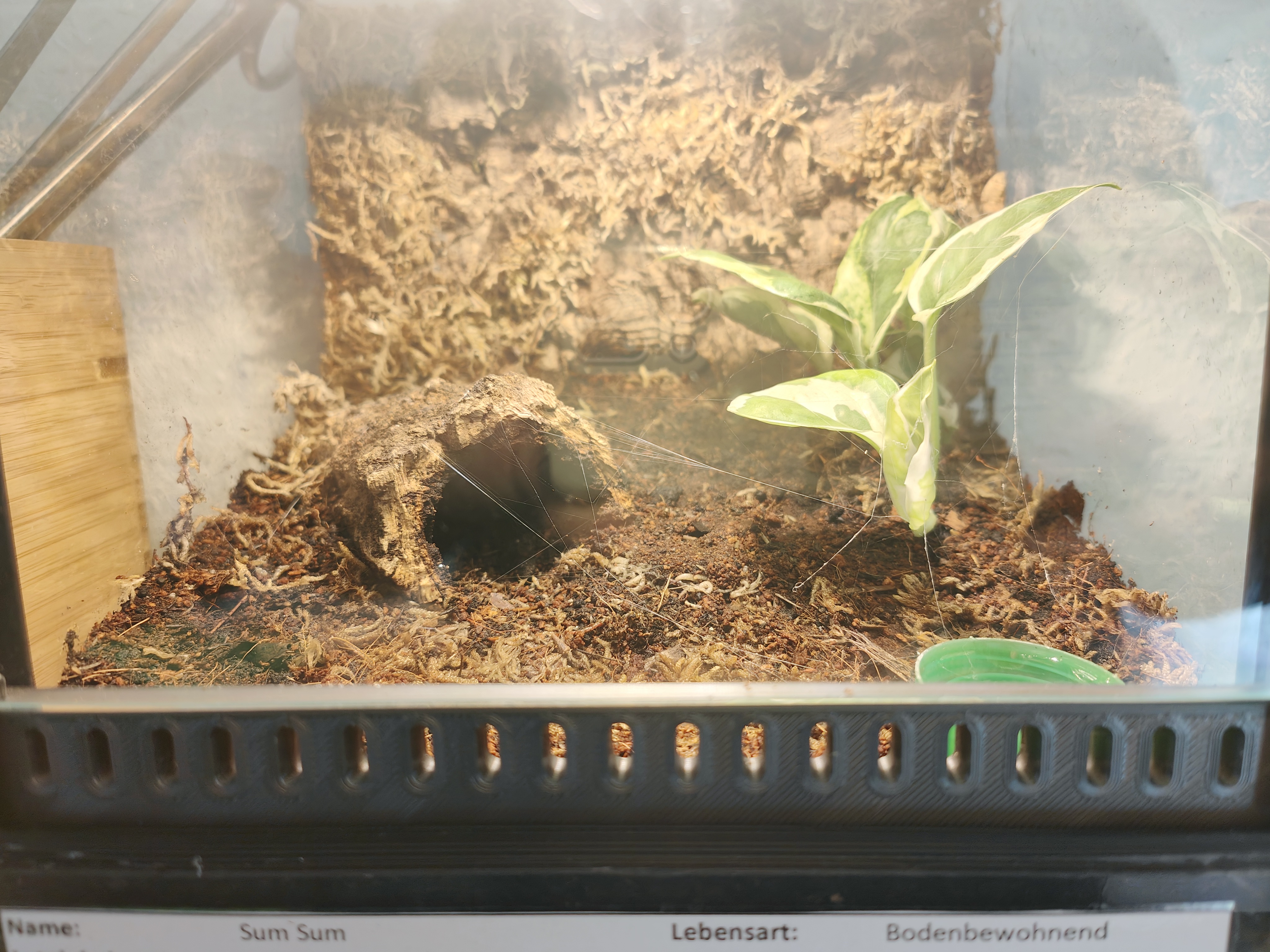 Frontbelüftung für 20cm Falltür Terrarium