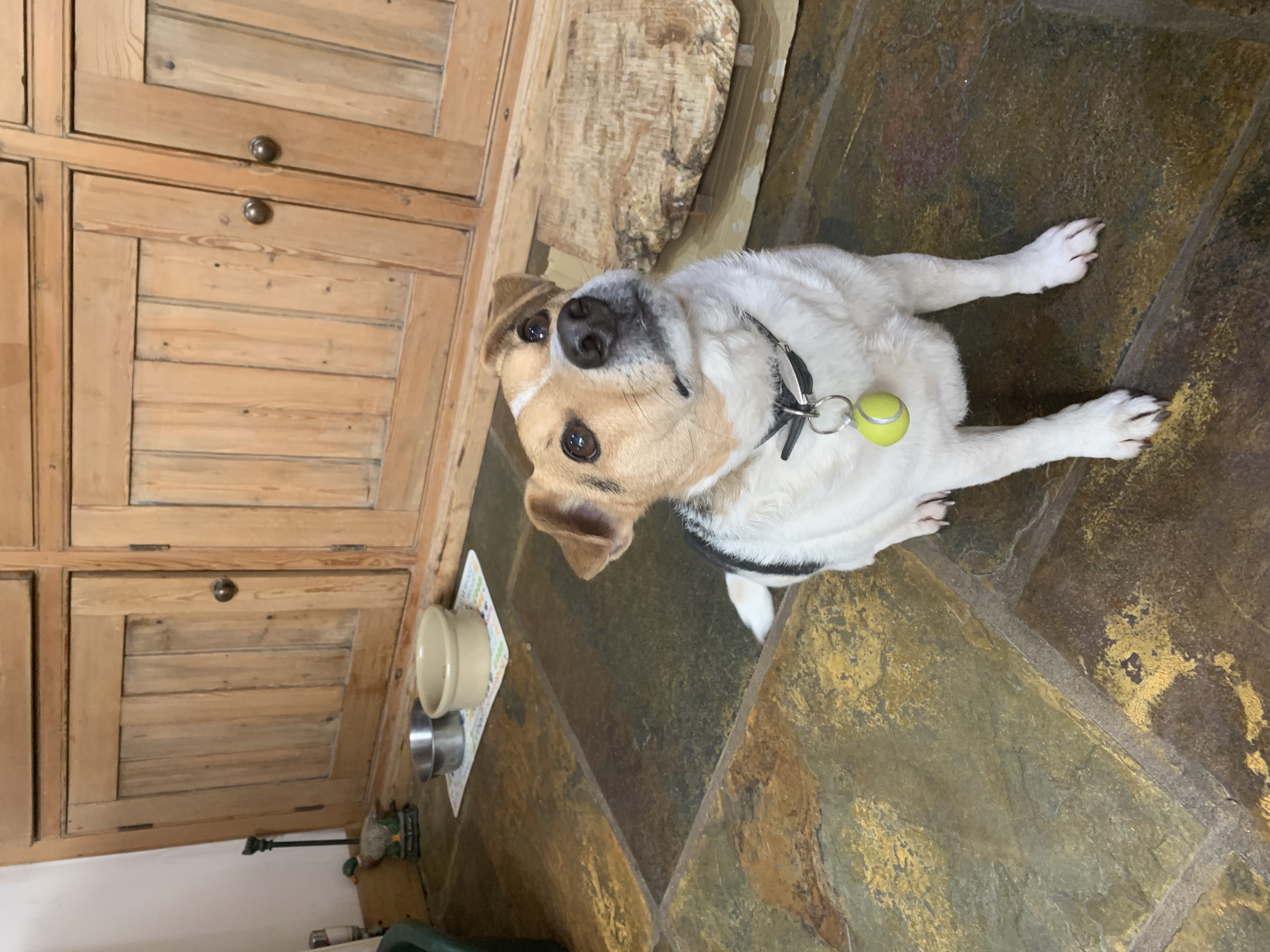 Tennis ball dog tag