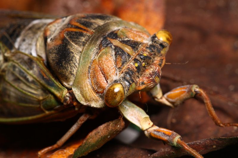 Softbox for macro work — miniatura 8