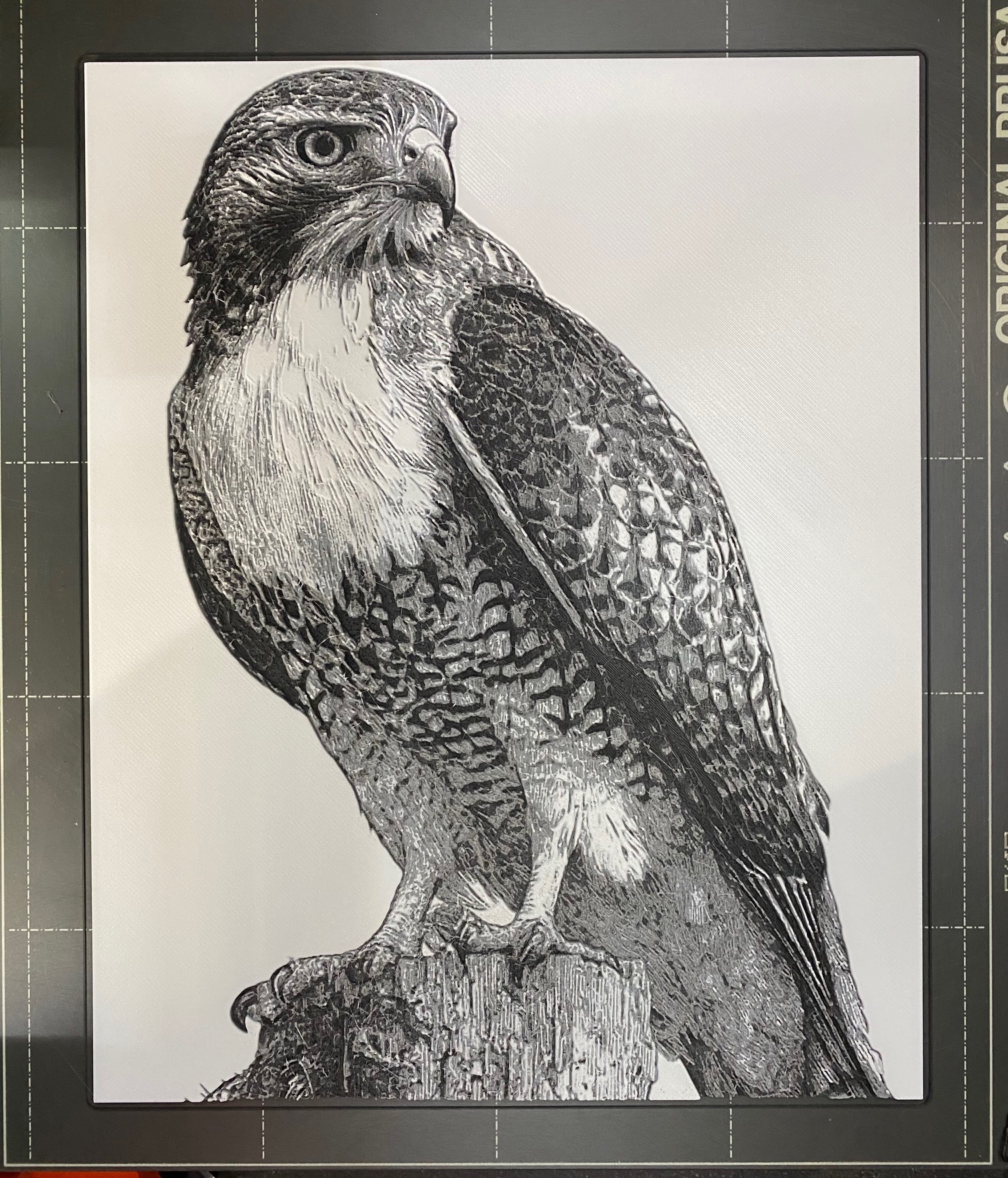 Red Tail Hawk - Hueforge