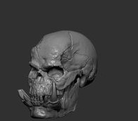 gorilla skull — thumbnail 4
