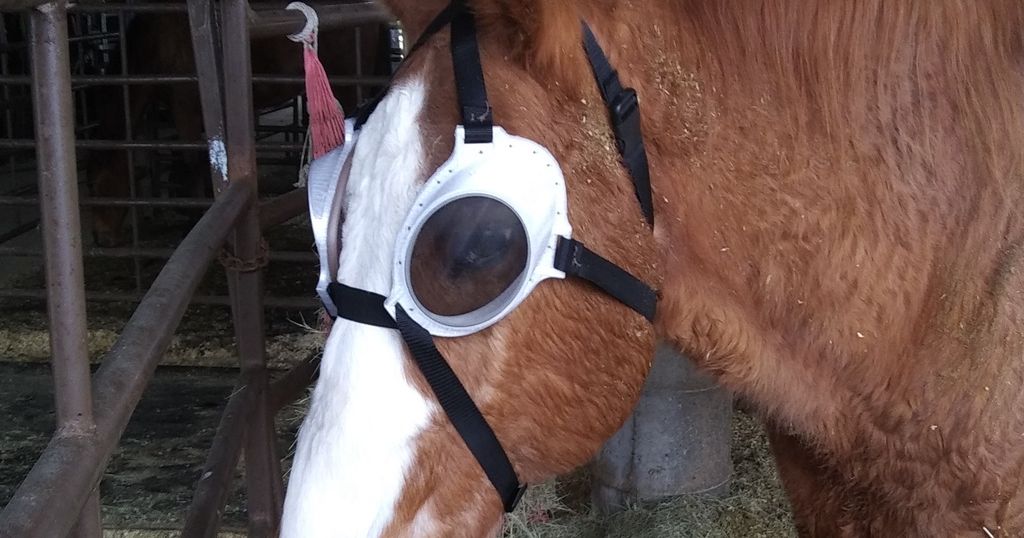 FuzNuz Sungoggles by FuzNuz Horse Equipment | Download free