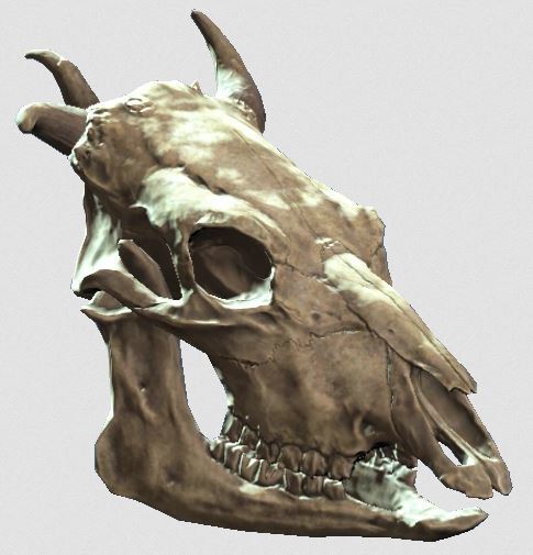 Fallout 4 - Brahmin Skull