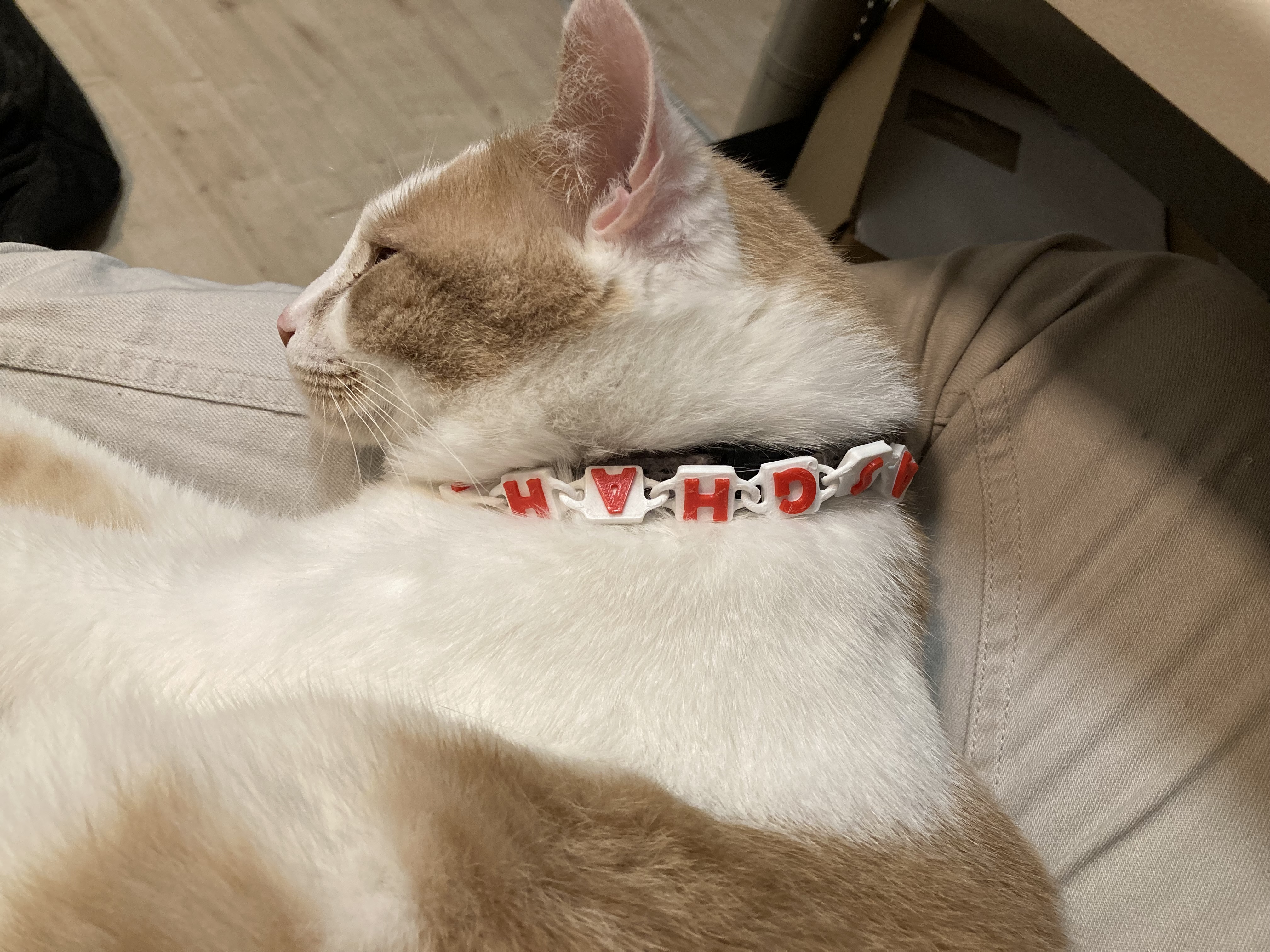 Dog/Cat neckless name Tag