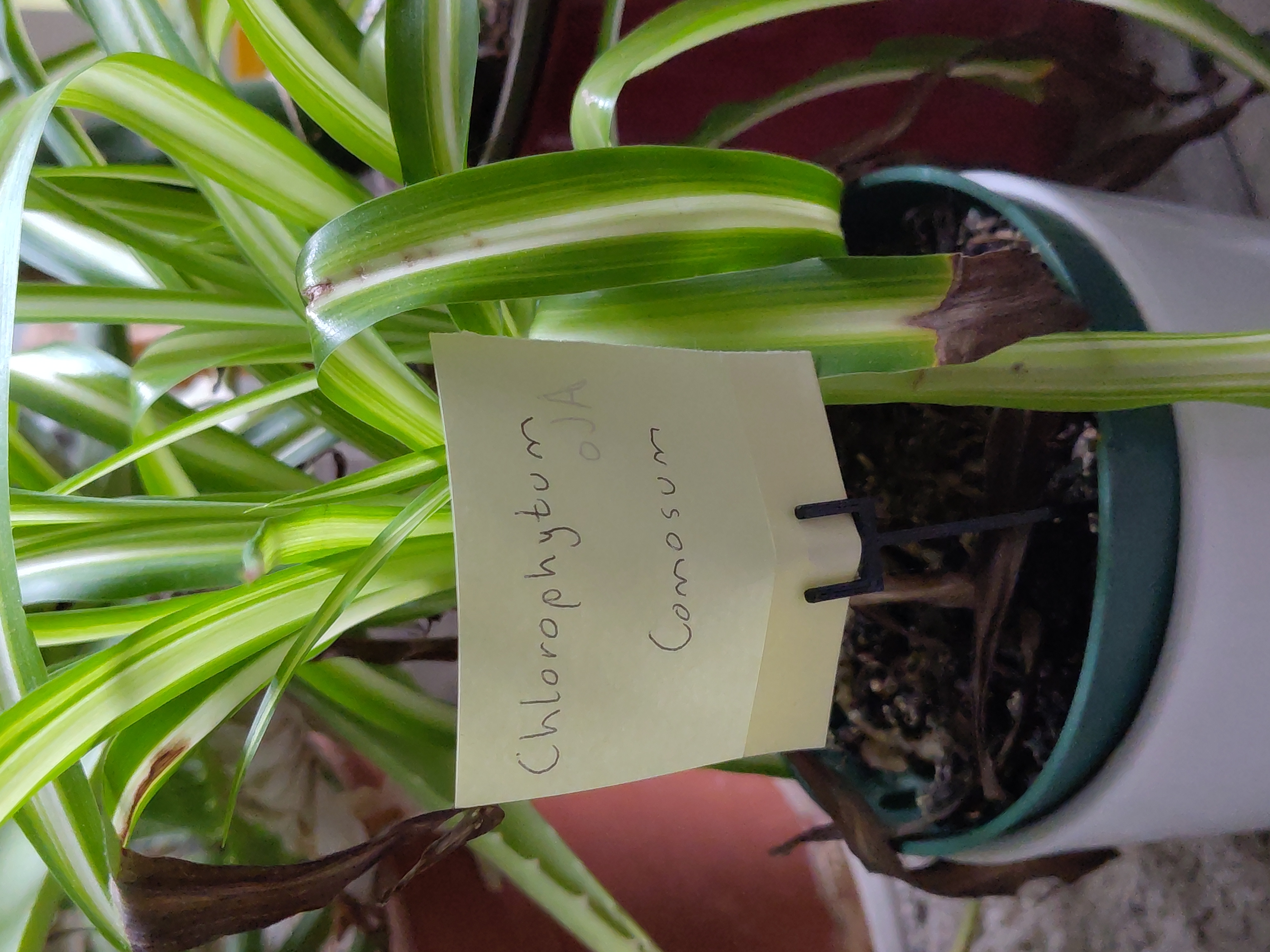 Plant Label Holder