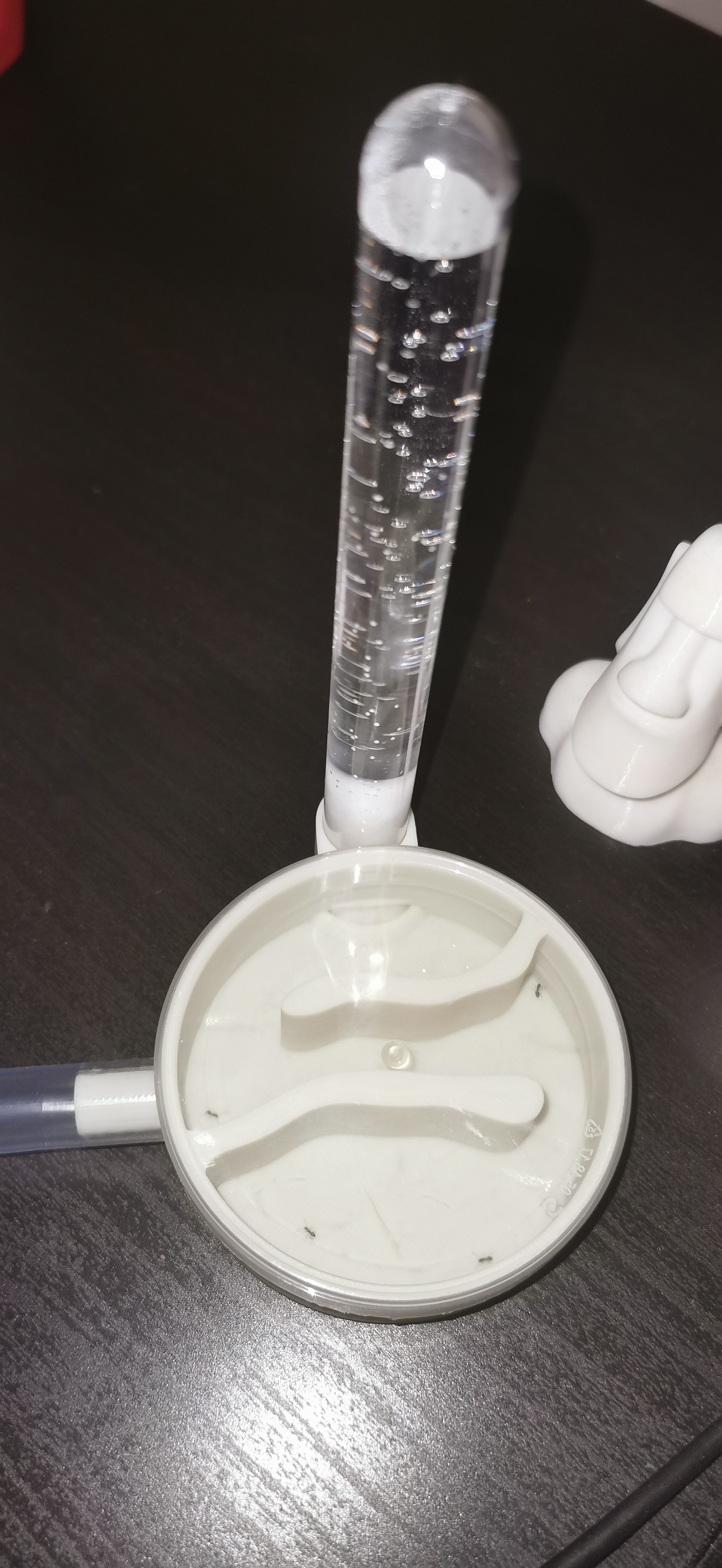 Starter formicarium for pringles lid
