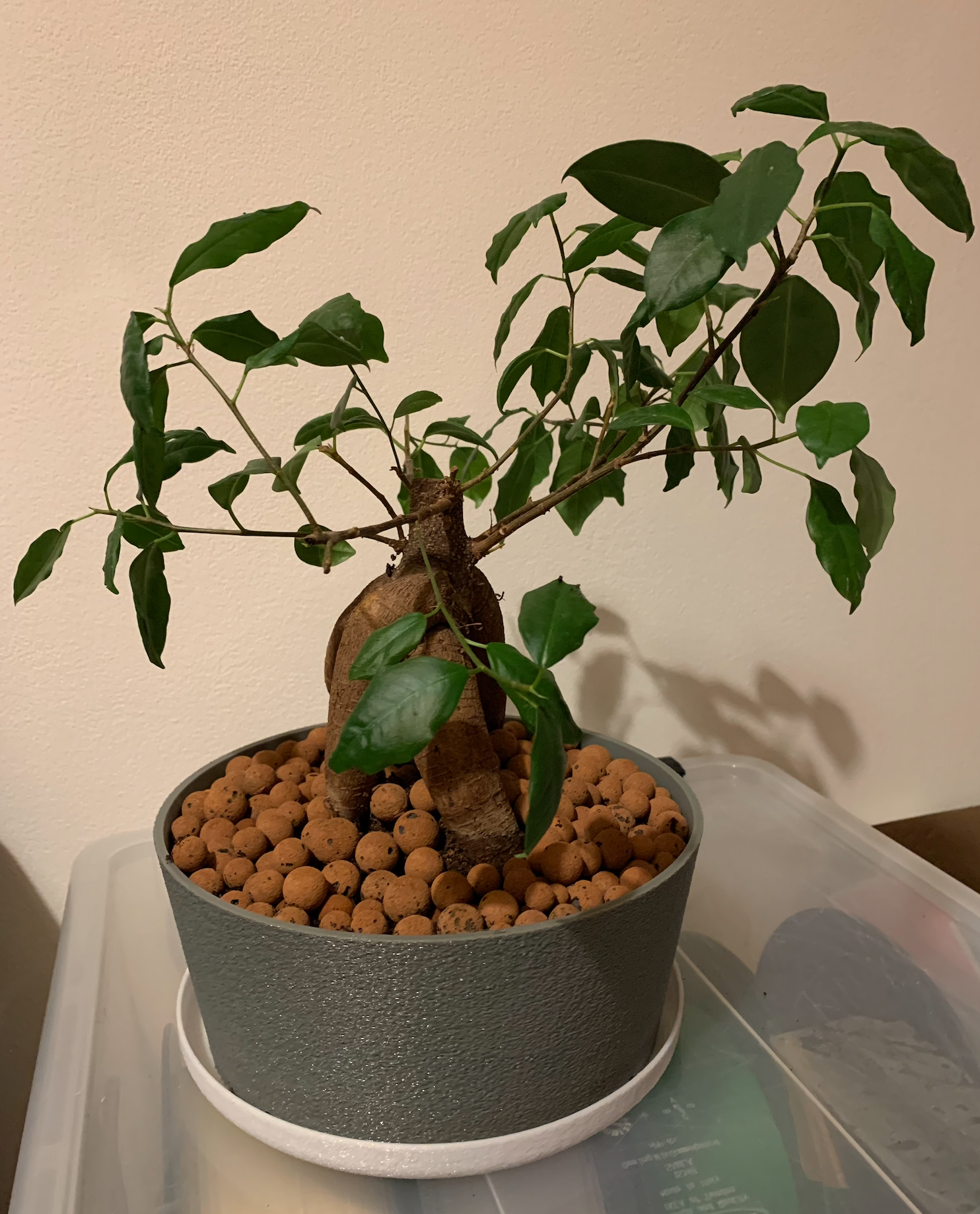 Simple Vase Bonsai