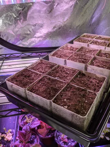 Six Pot