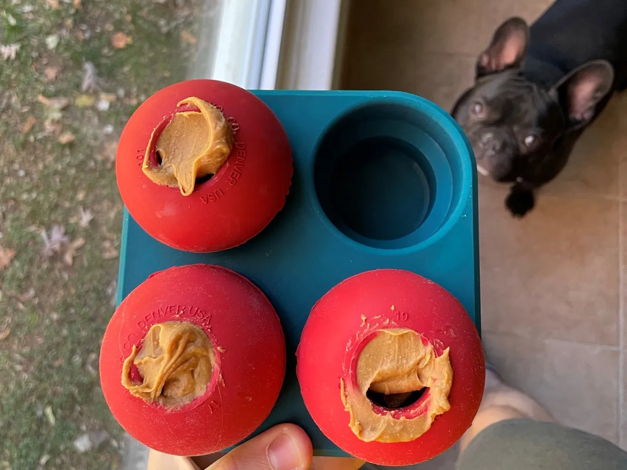 What Can You Put In A Kong Dog Toy
