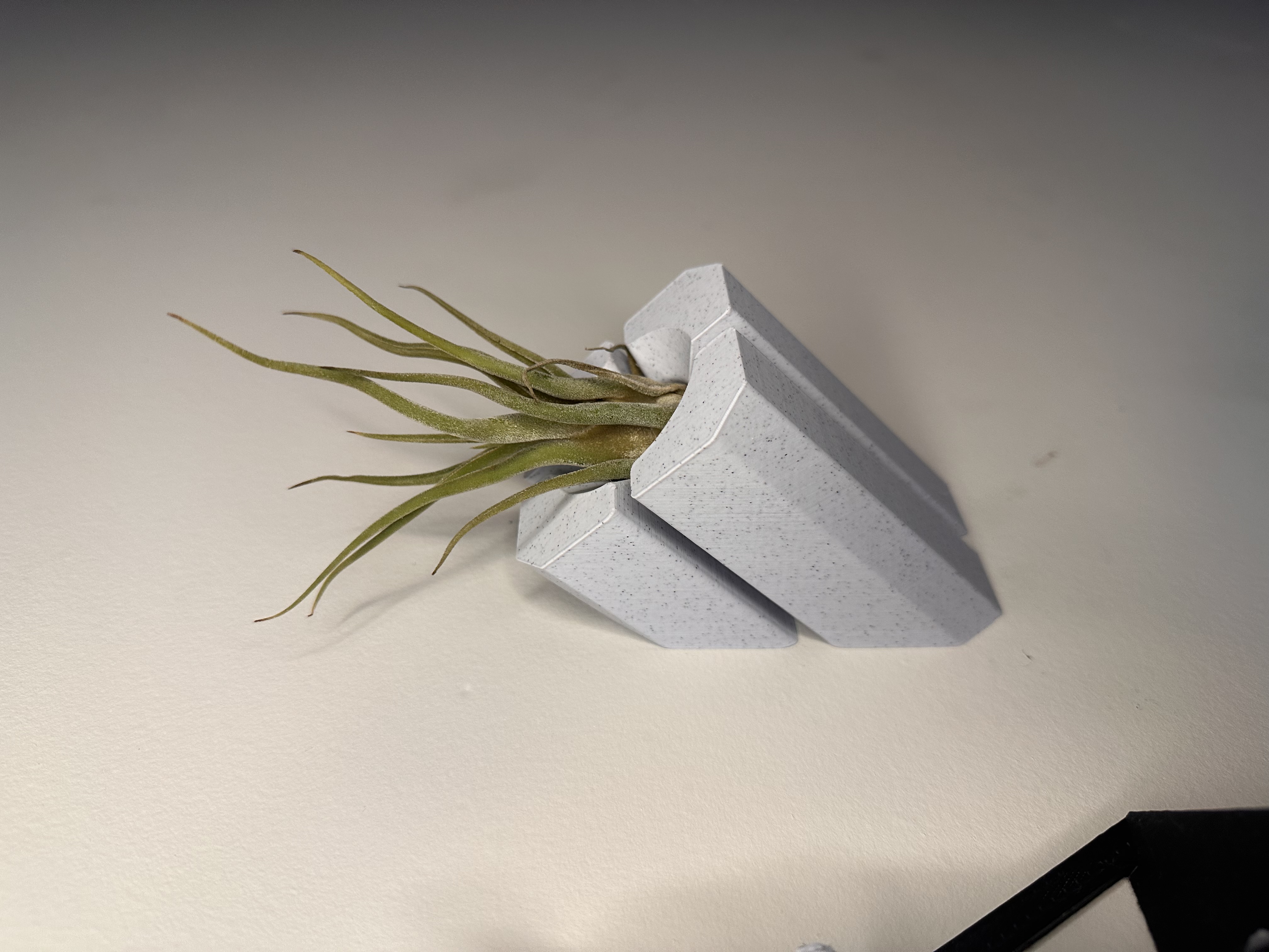 Air Plant Wall Mount