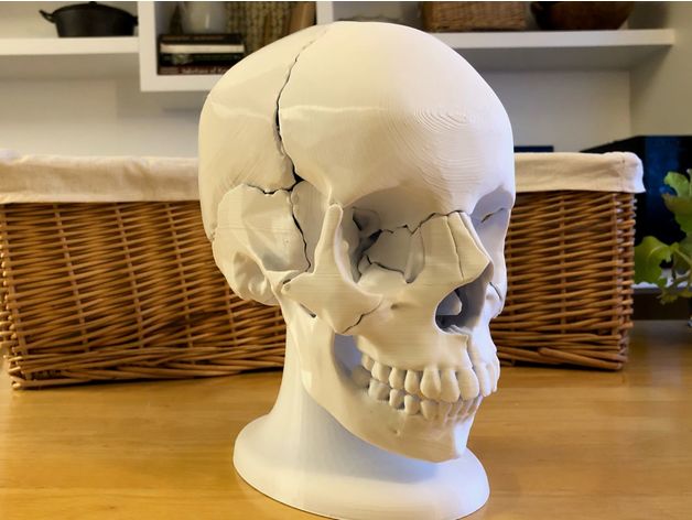Full Size Anatomically-Correct 18-Piece Magnetic Human Skull Model 3D model thumbnail