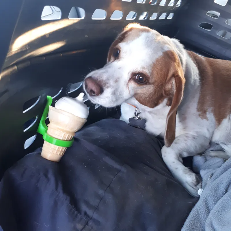 DQ Puppy Cone Holder by Ghostguy6 Download free STL model Printables