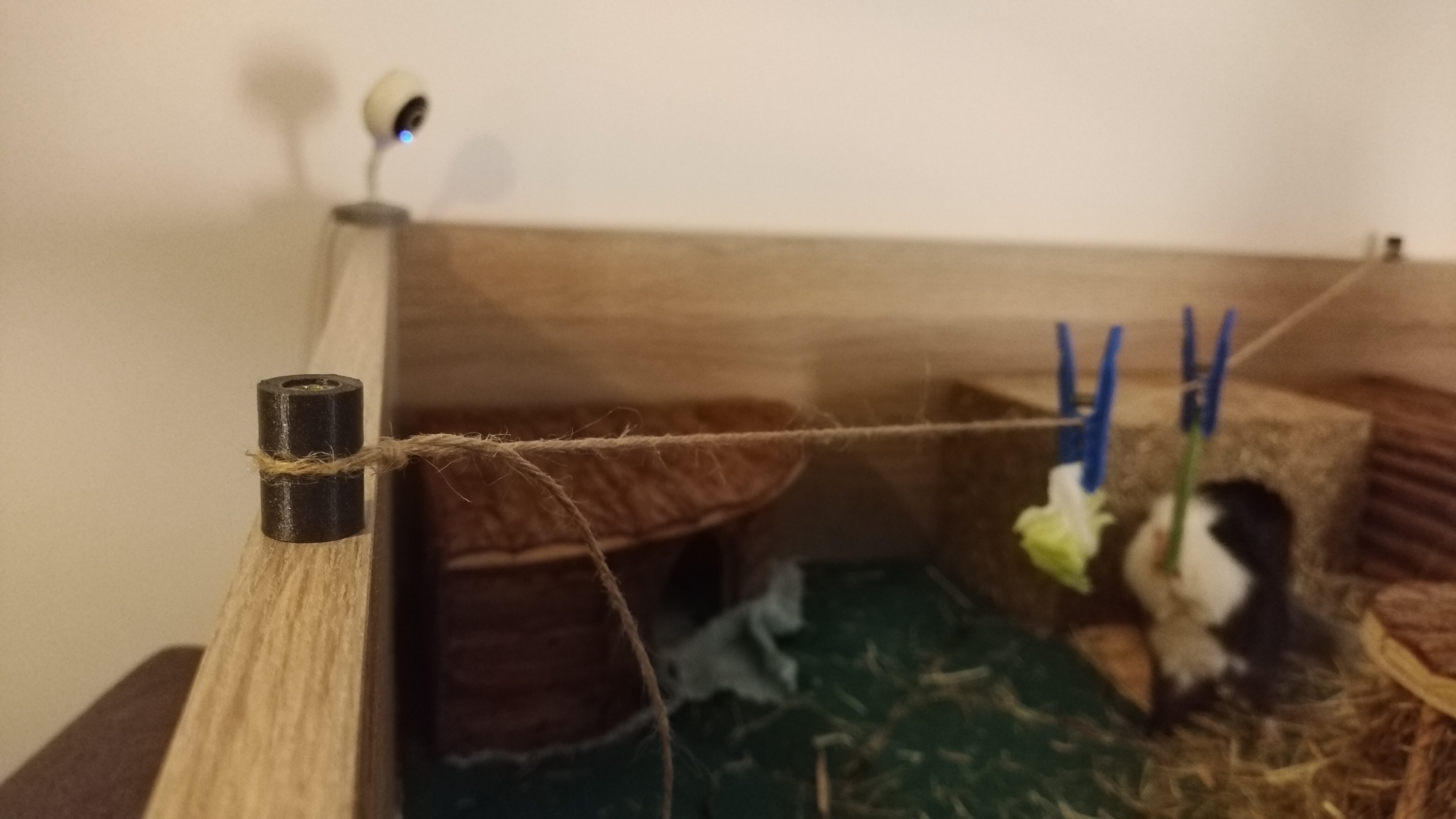 Vegetables rope attachment for guinea pigs