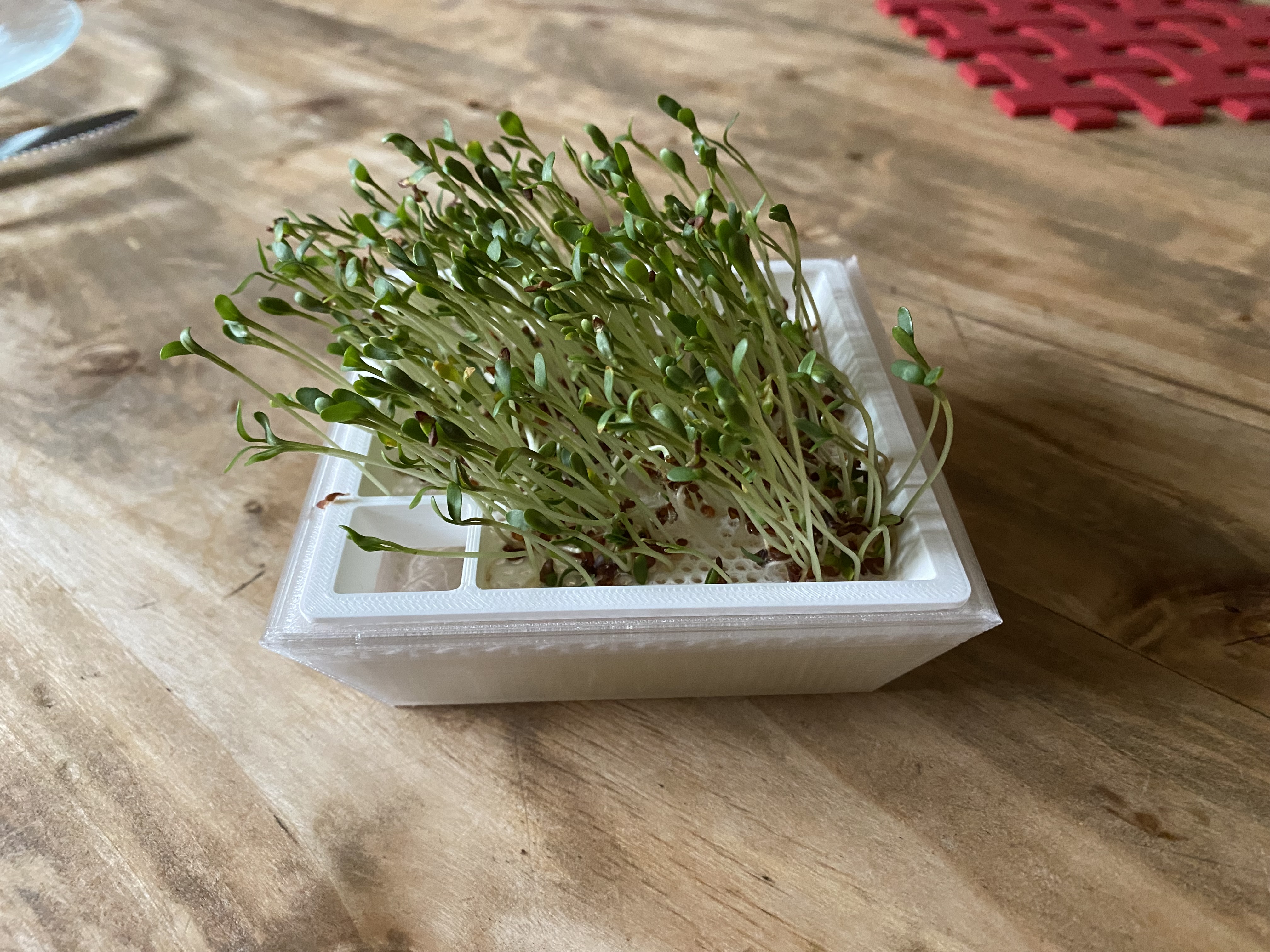 Cress planter (Kresseanzuchtschale)