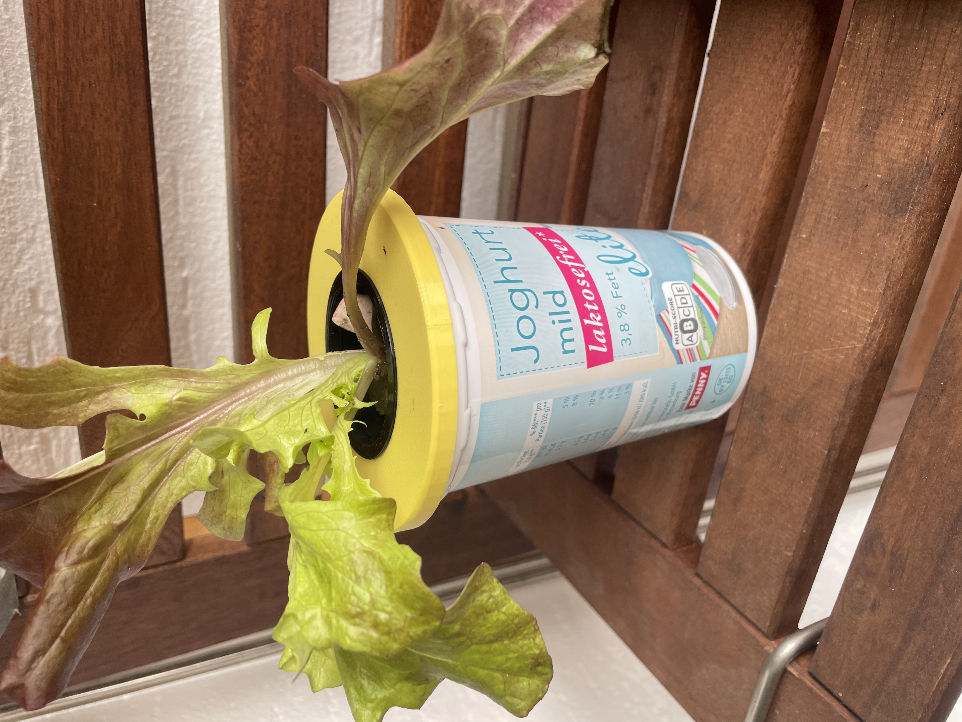 Yogurt lid for seed germination