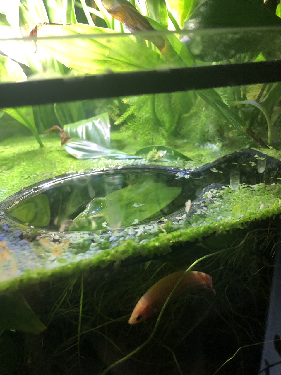 Fishy Fish Portal