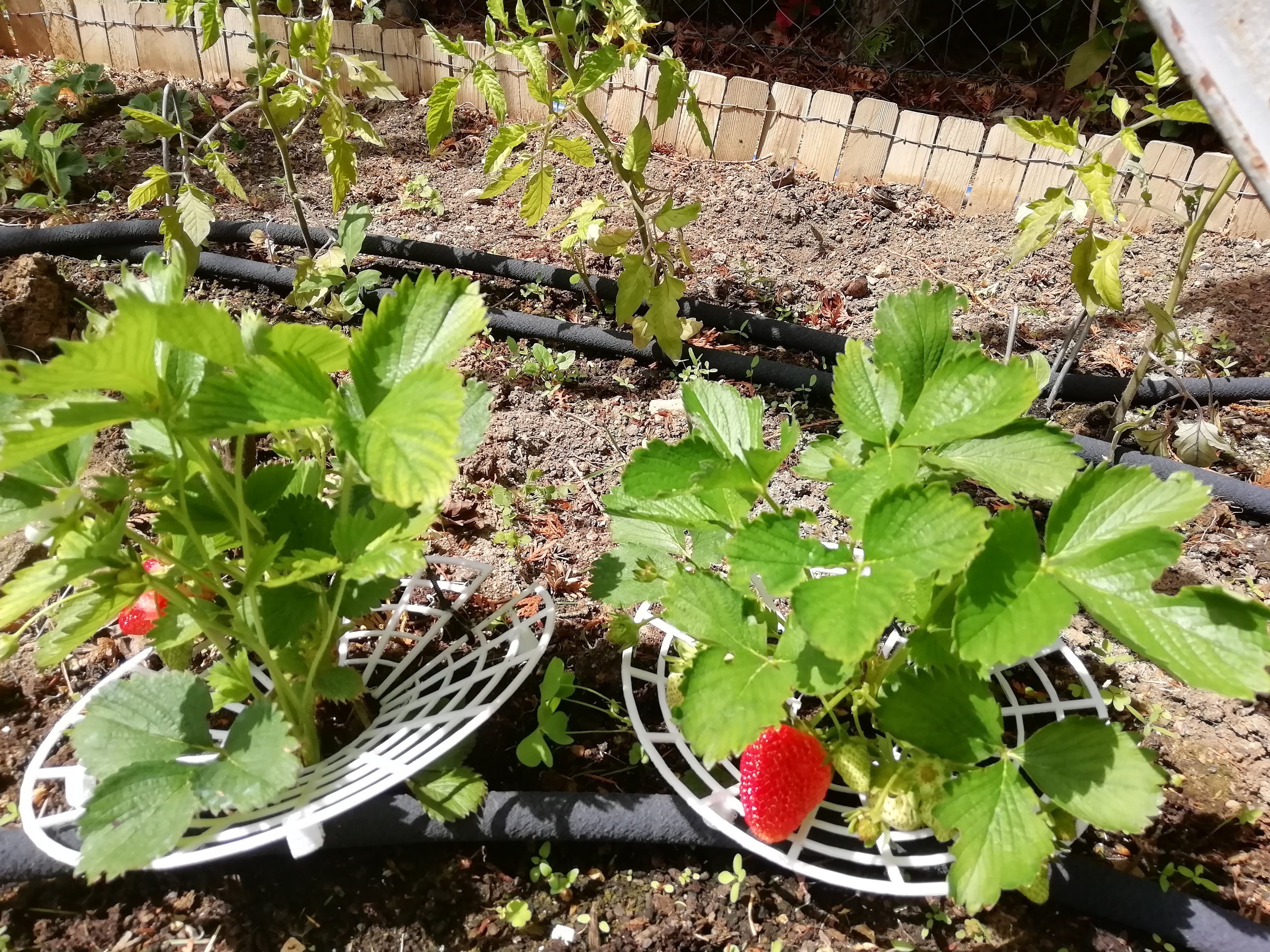 Miniatura 2 do modelo 3D Strawberry support grid