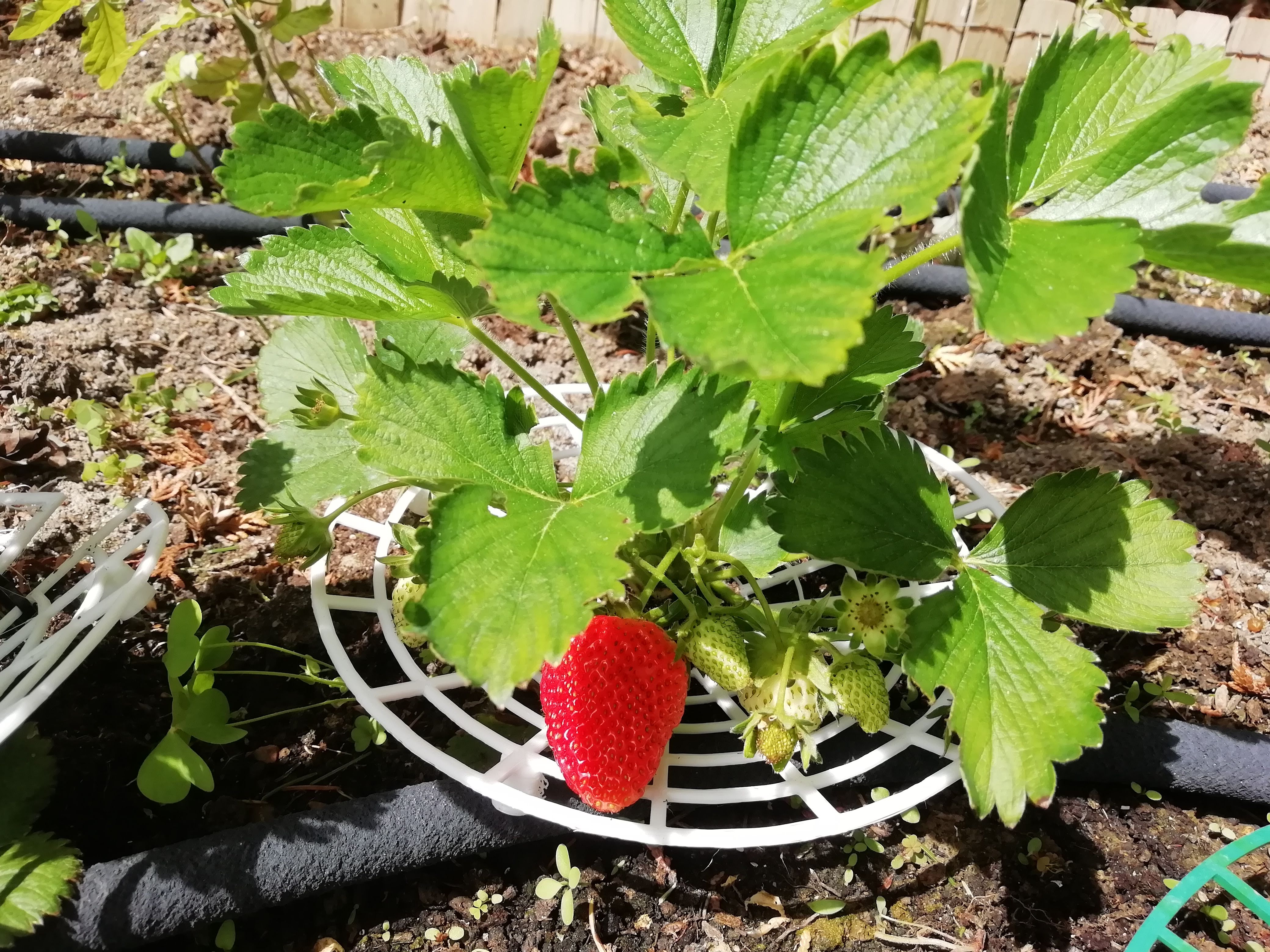 Strawberry support grid
