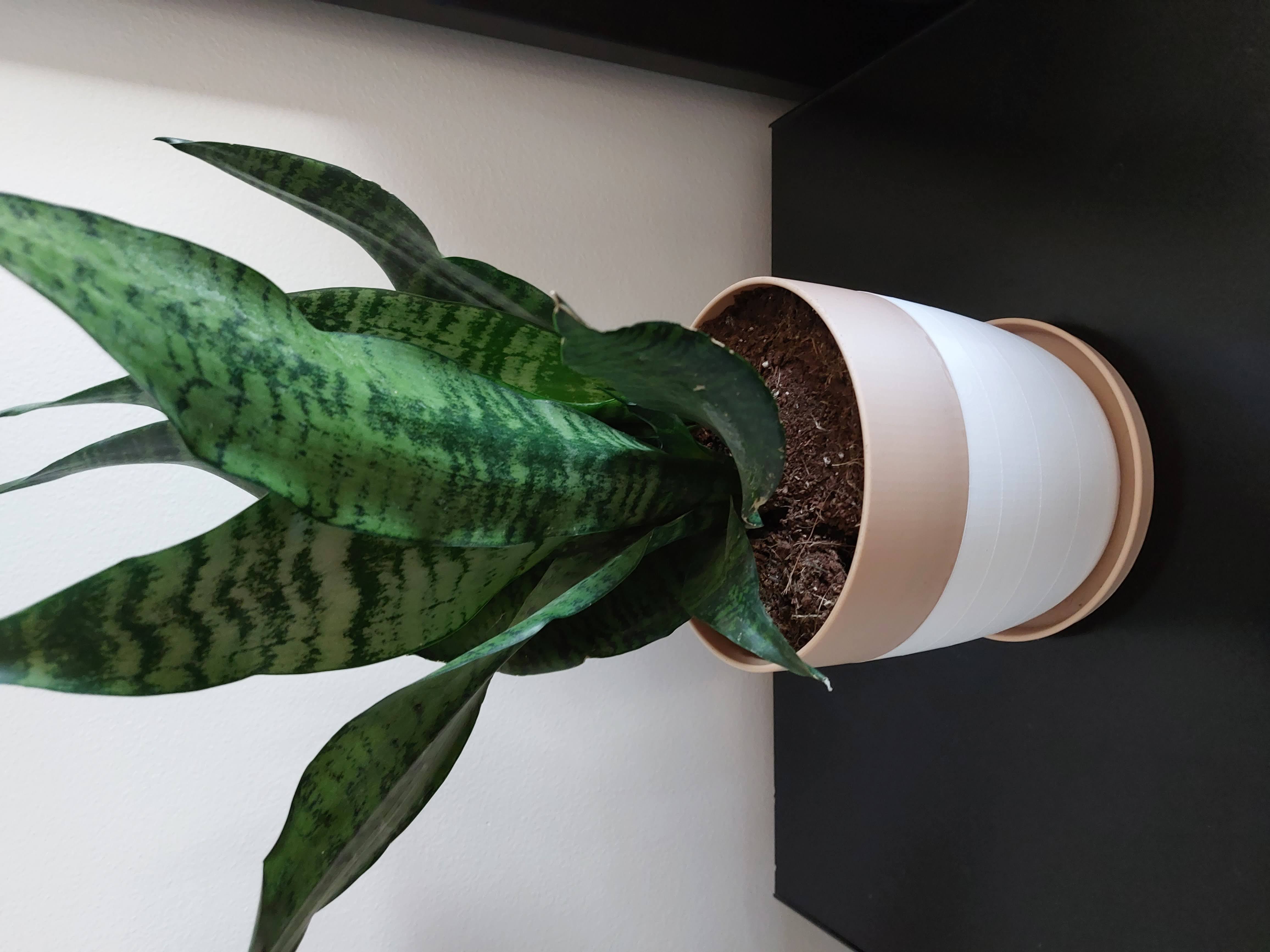 Parametric Two Tone Flower Pot w/ Tray - No Filament Change