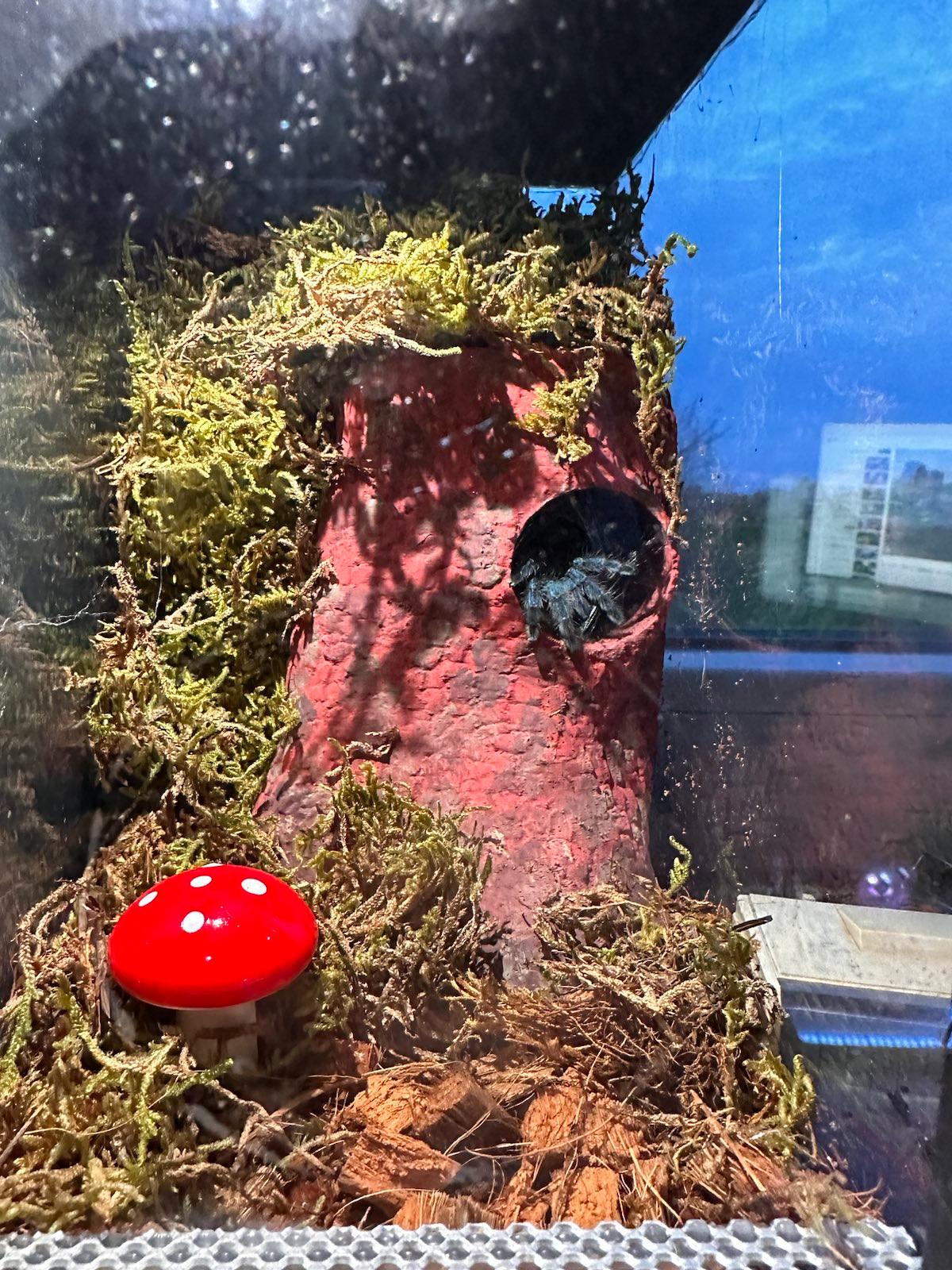 Spider hide by jdman93 Download free STL model