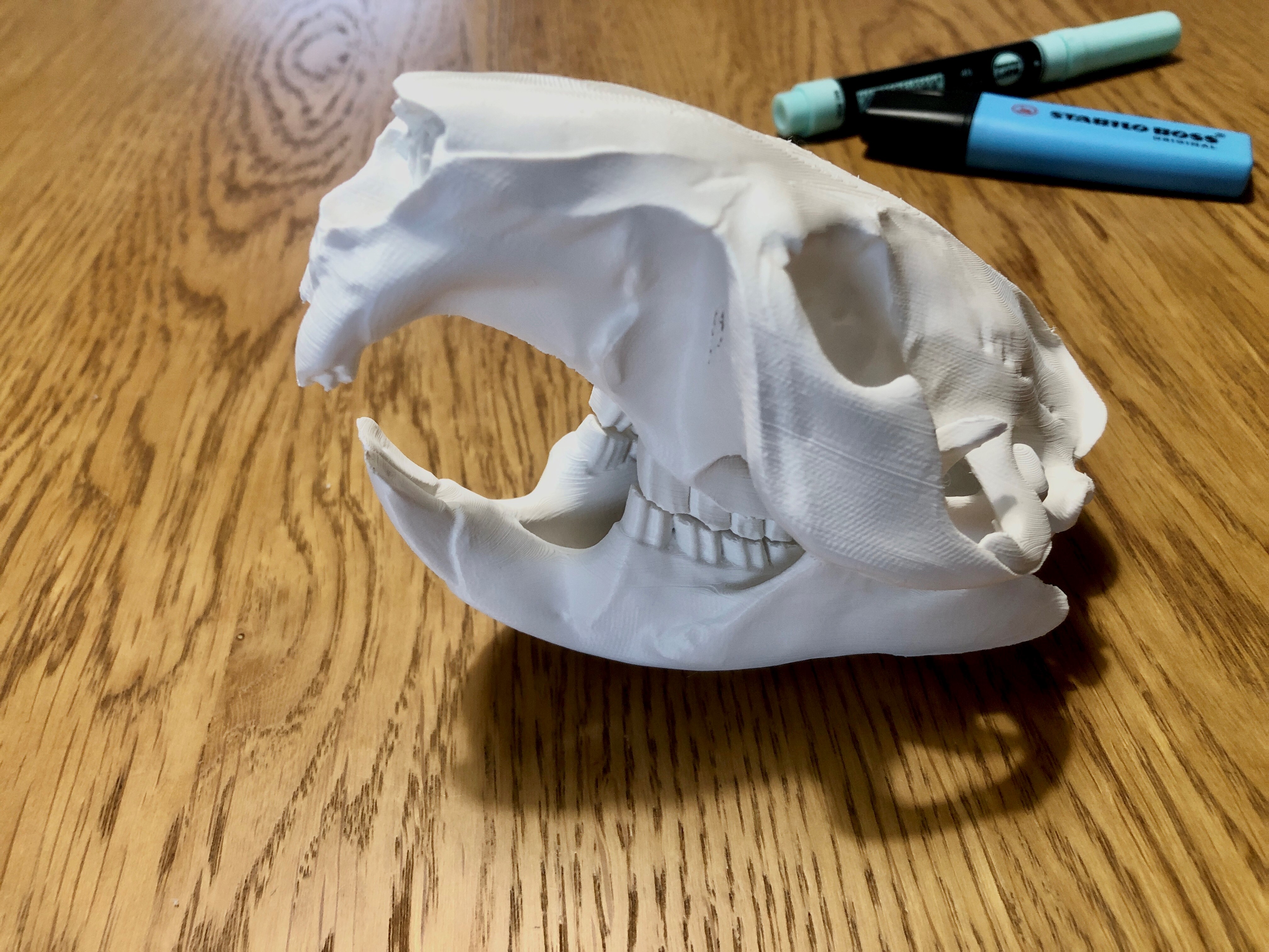 Skull of a Eurasian beaver (Castor fiber)/Lebka Bobra evropského