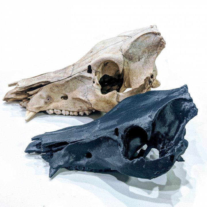 Real Boar's Skull