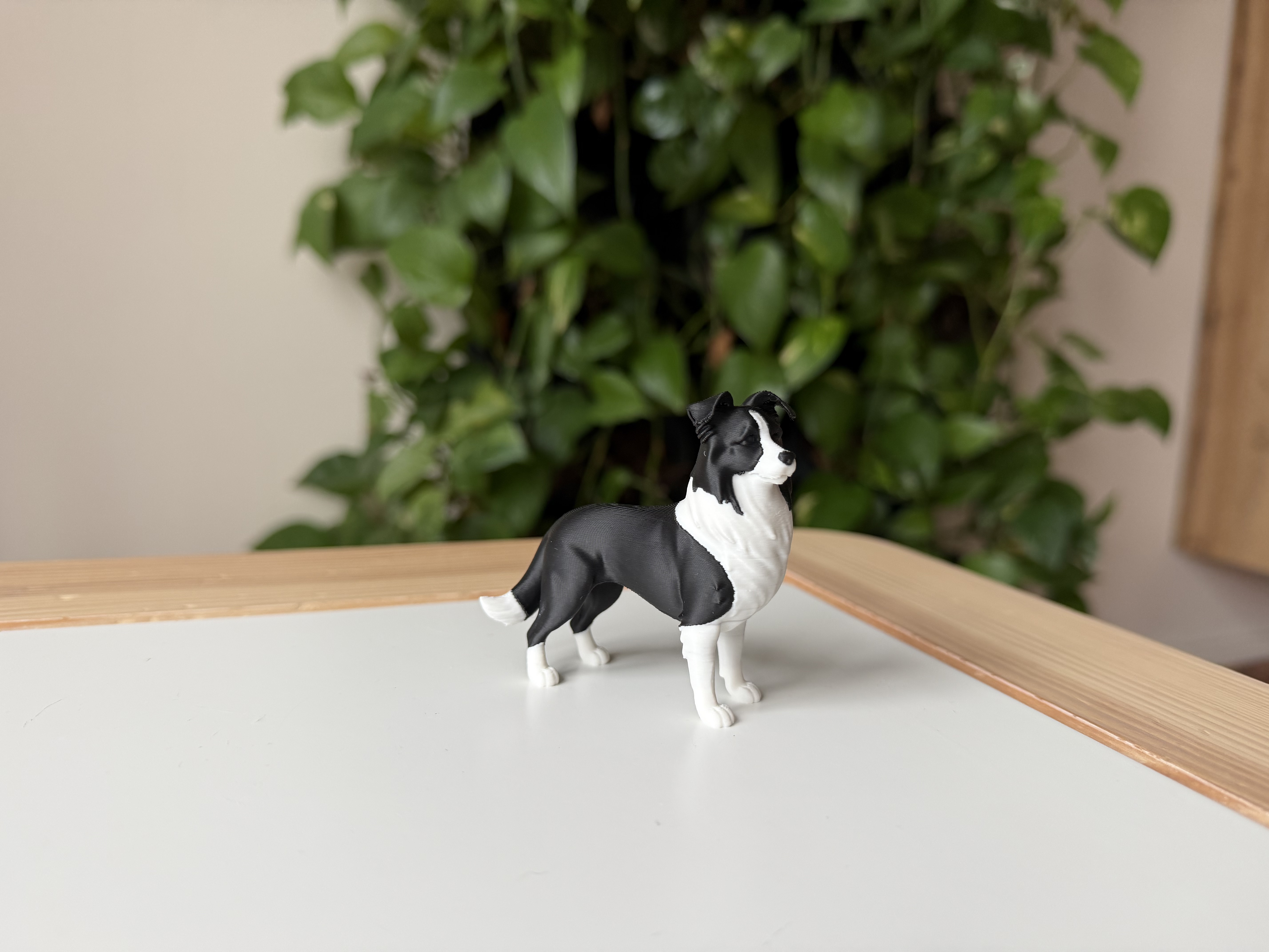 Border Collie — miniatura 4