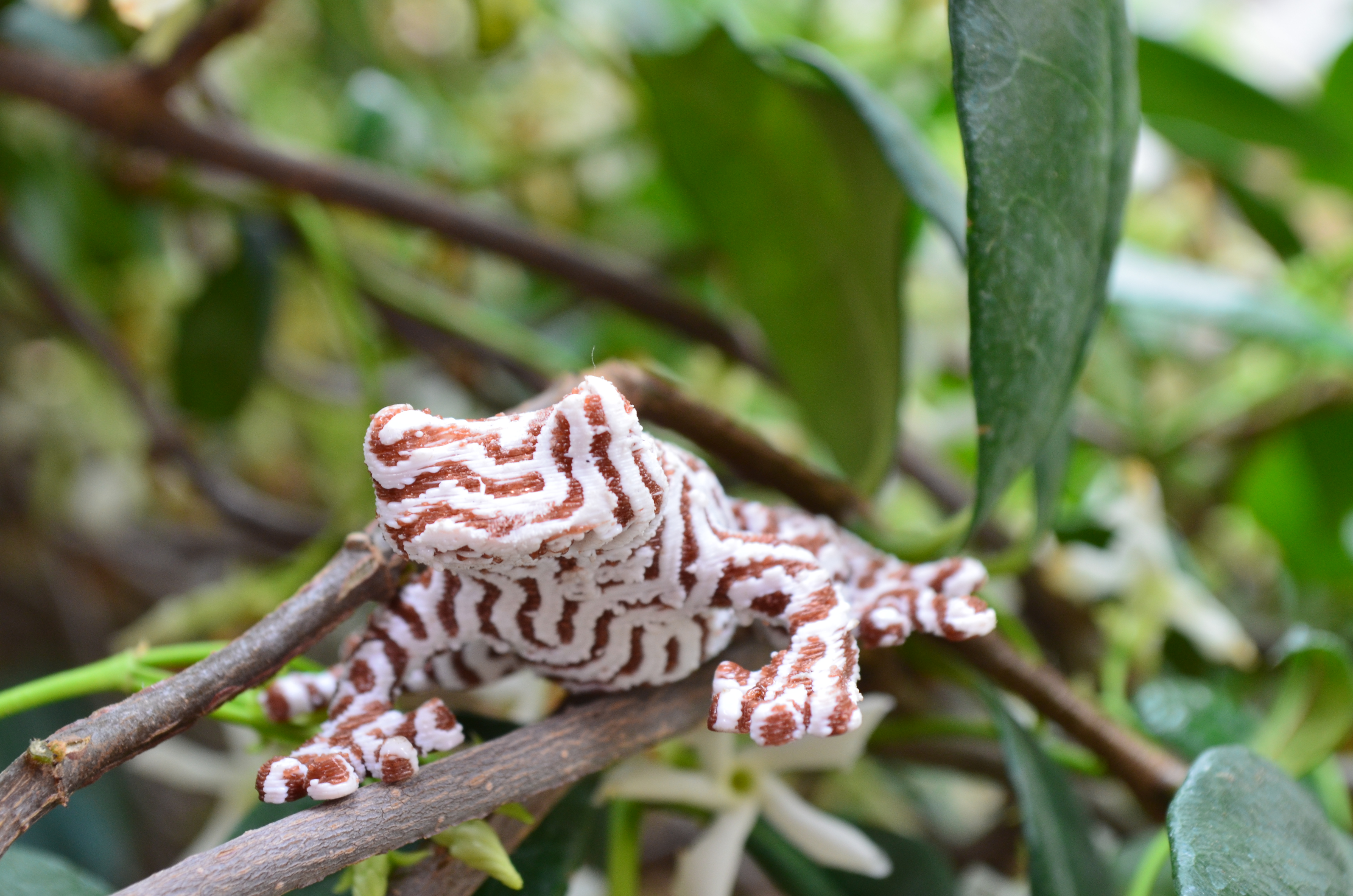 Multi-Color Tree Frog