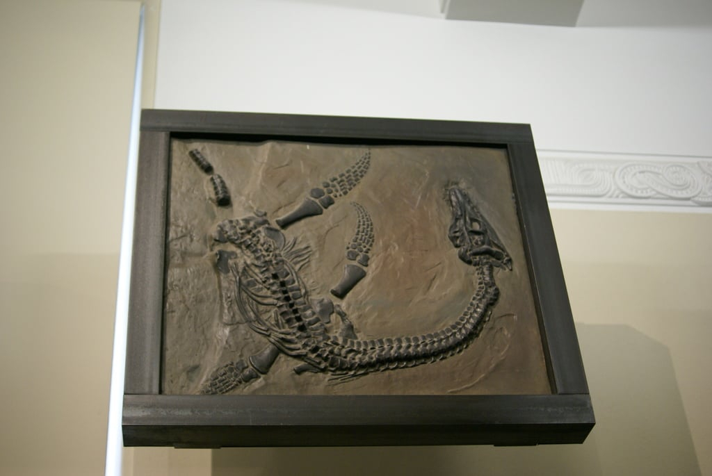 Plesiosaurus Fossil — miniatura 2