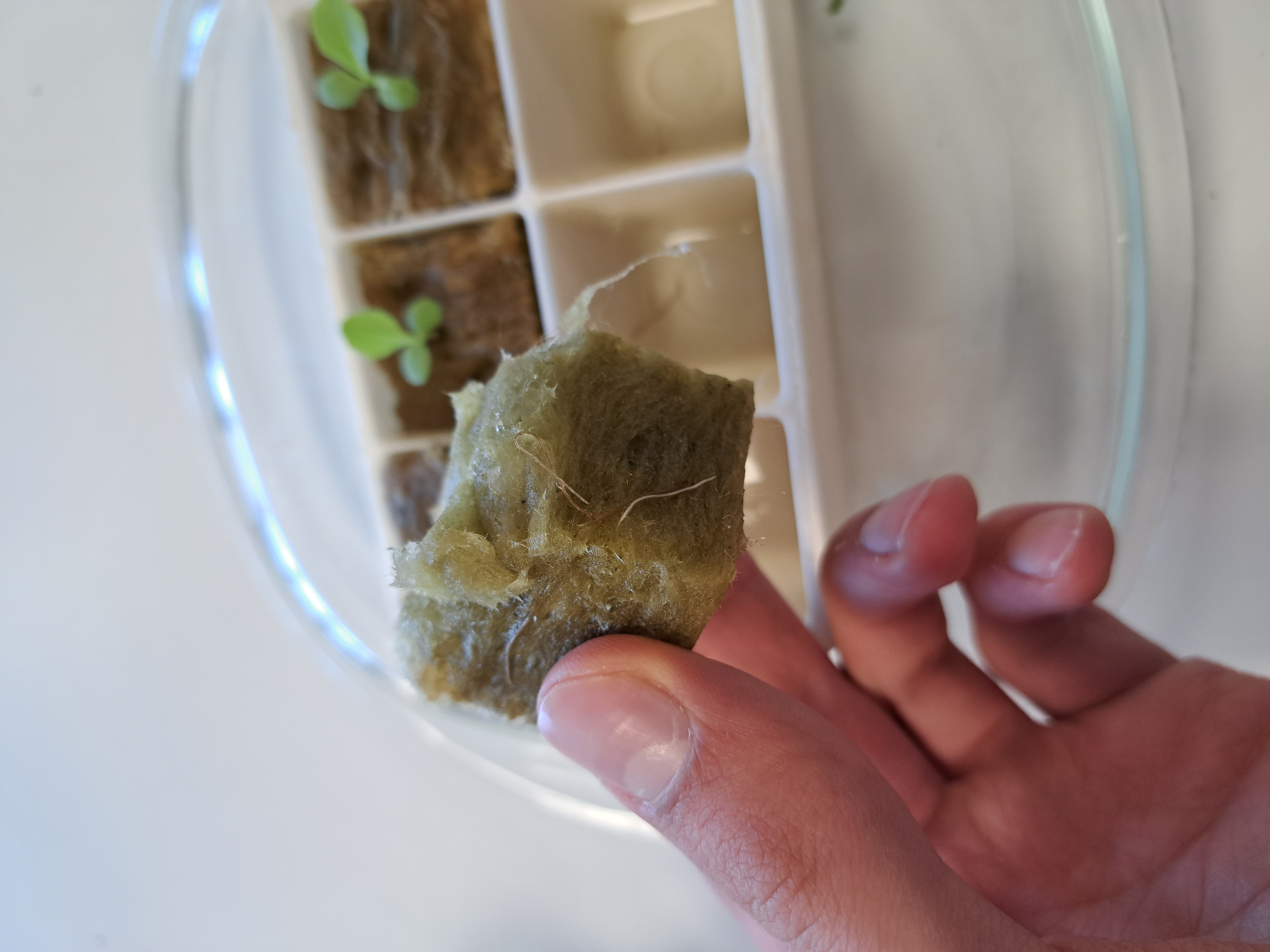 Germination setup for hydroponics — thumbnail 2