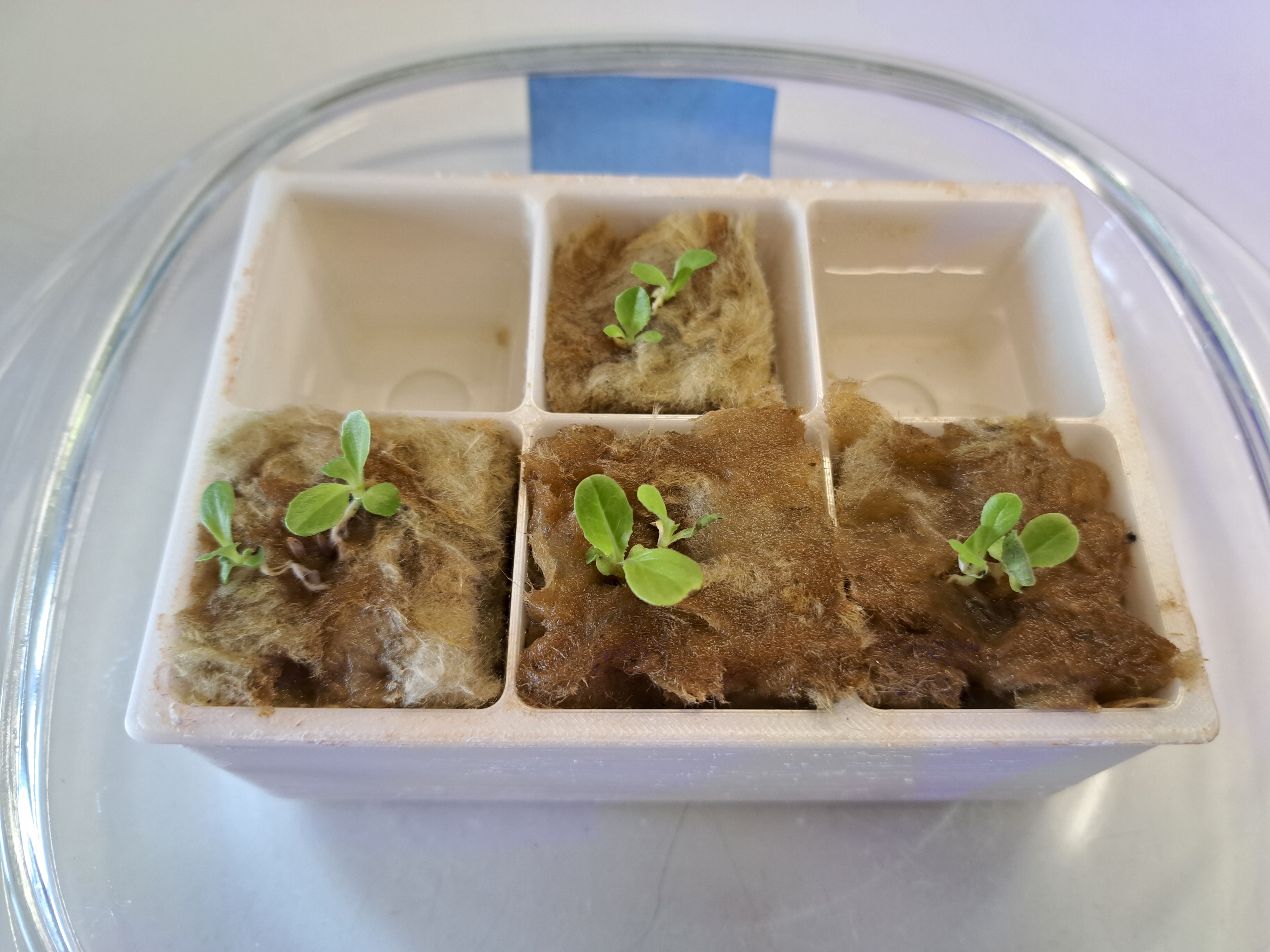 Germination setup for hydroponics