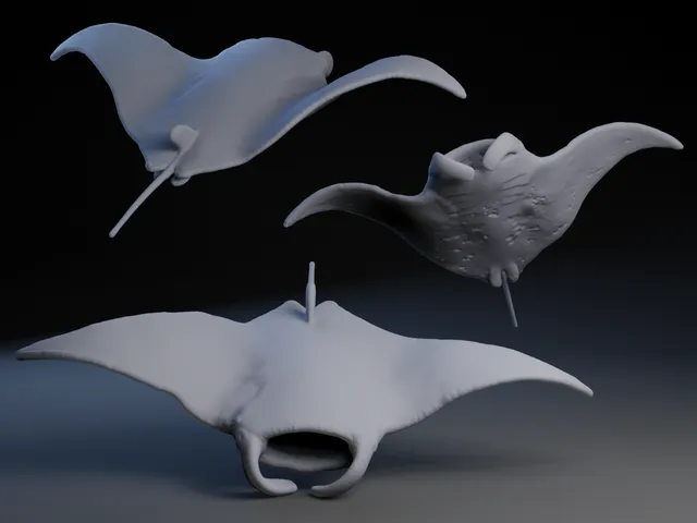 Manta Ray