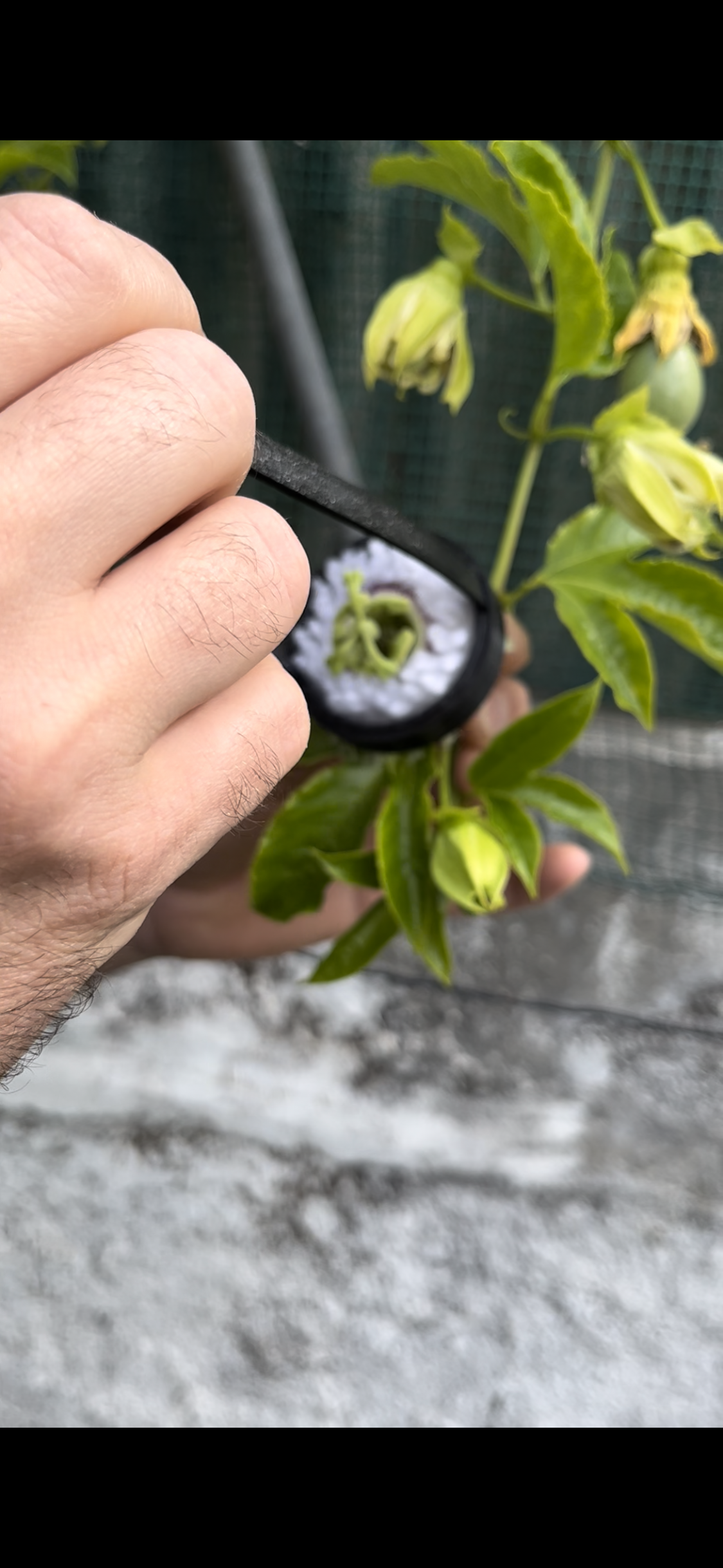 Passion Fruit Pollinator — thumbnail 6