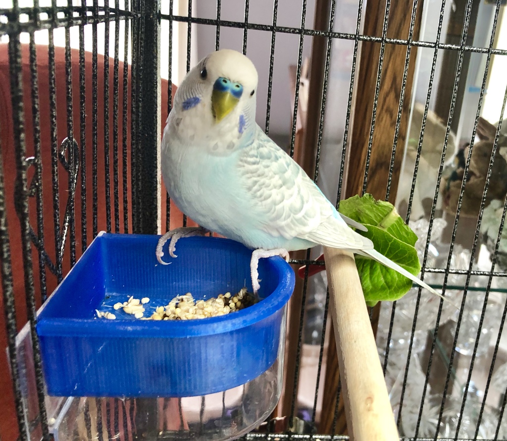 Parakeet Feeder Tray Insert