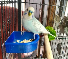 Parakeet Feeder Tray Insert
