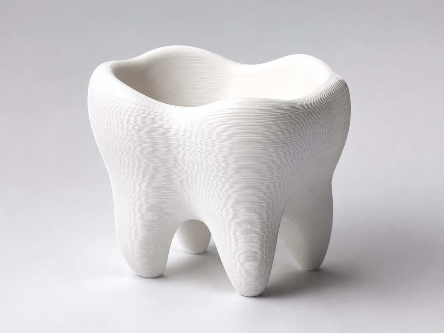 Backenzahnschale / Jaw tooth shell