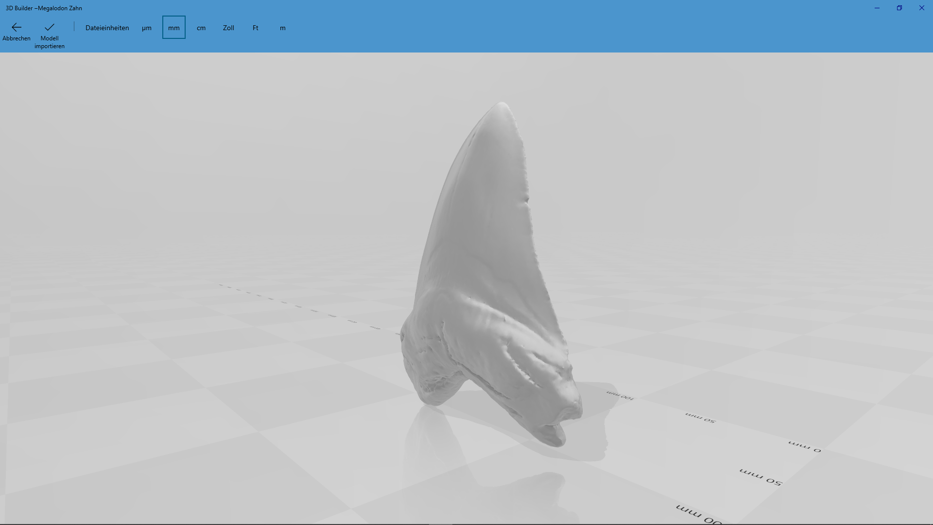 Megalodon tooth