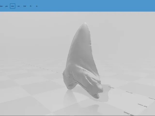Megalodon tooth
