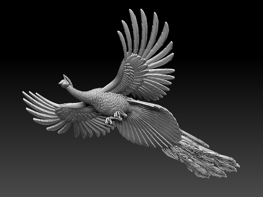 peacock