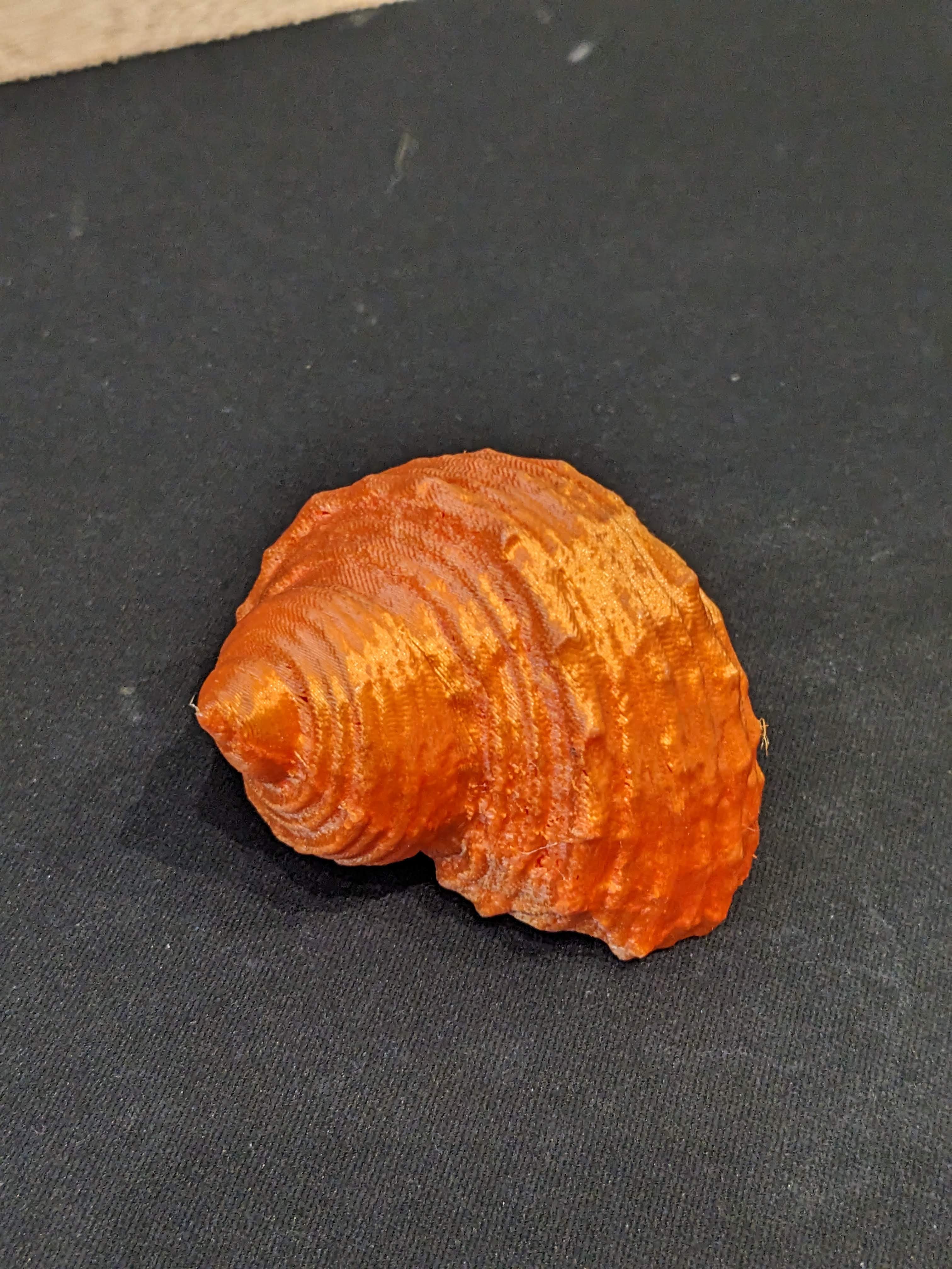 Sea Shell 3d Scan