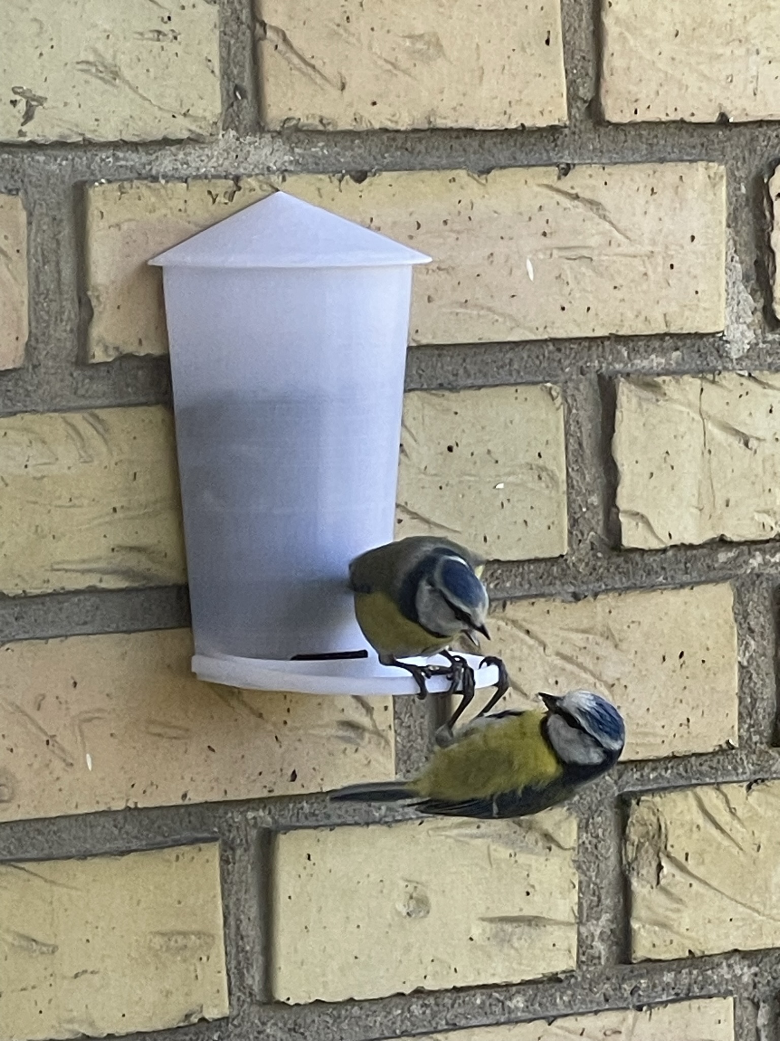Wallhanging Bird Feeder By Rosenbjerg Download Free STL Model wallhanging-bird-feeder-by-rosenbjerg-download-free-stl-model