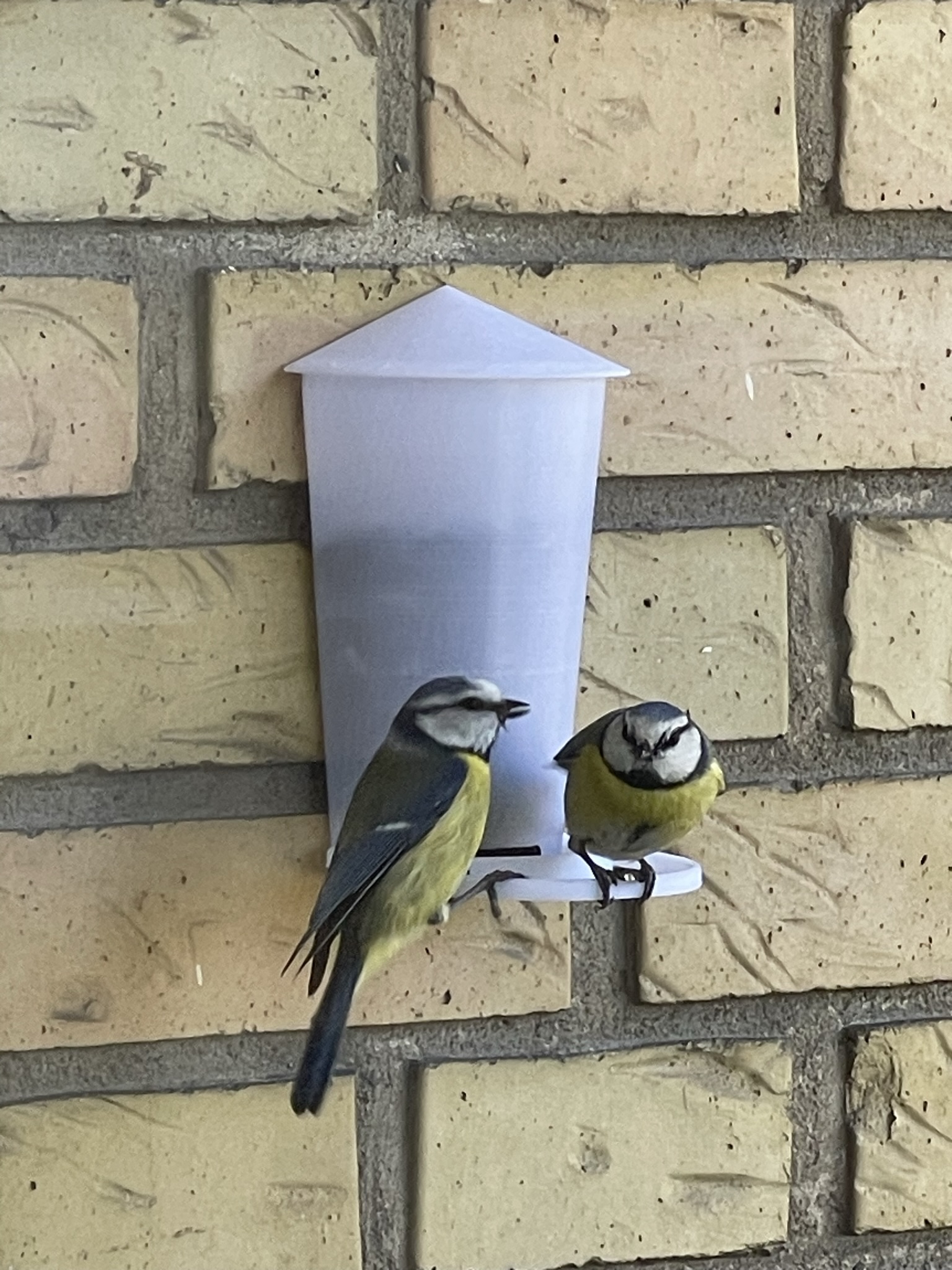 Wallhanging bird feeder