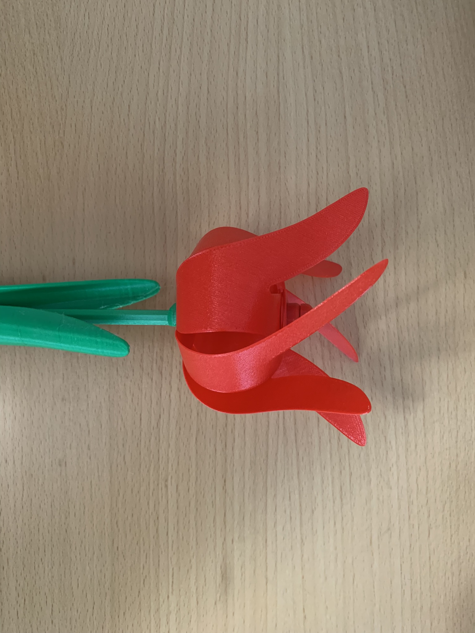 Twirling Tulip