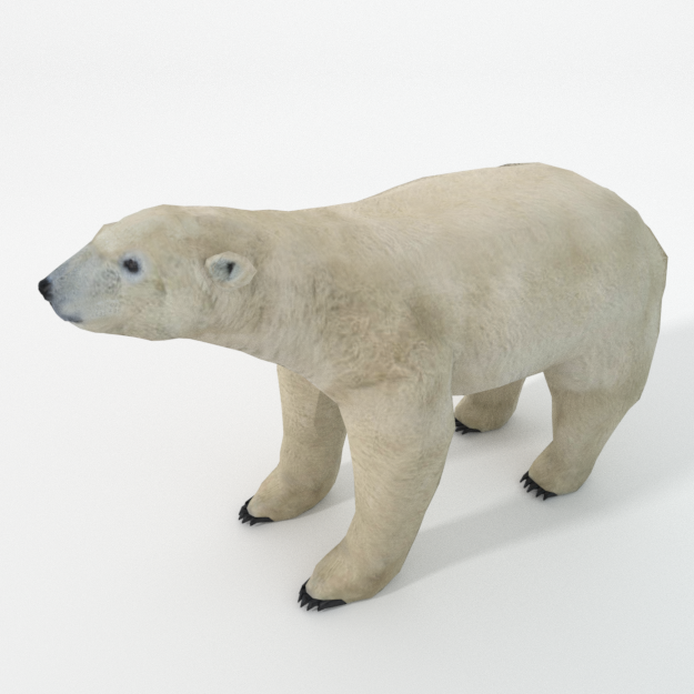 Polar Bear
