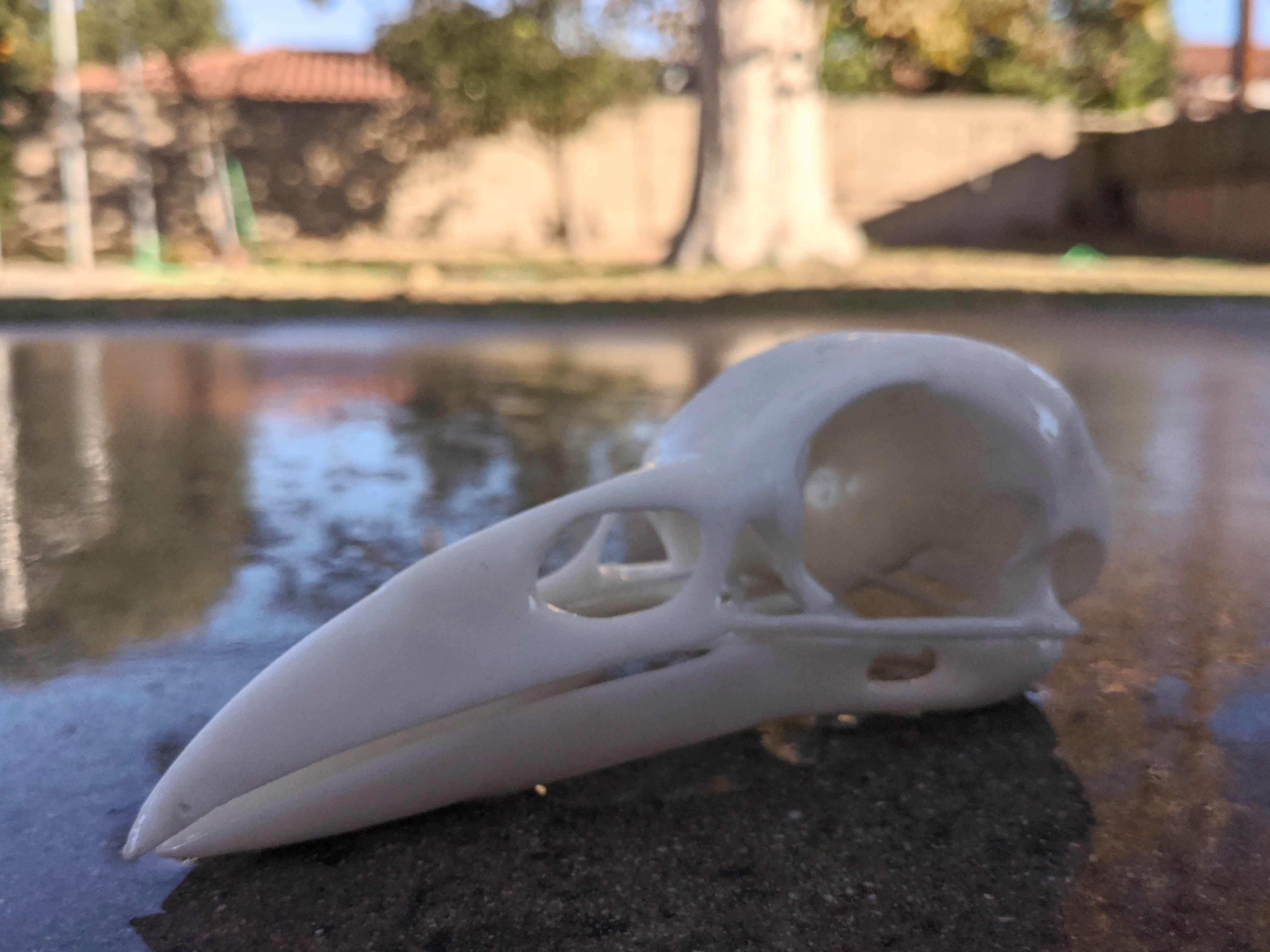 Raven Skull by Shadowcraft Designs | Download free STL model ...