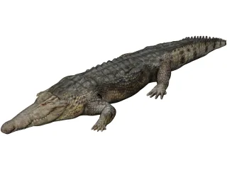 Crocodile