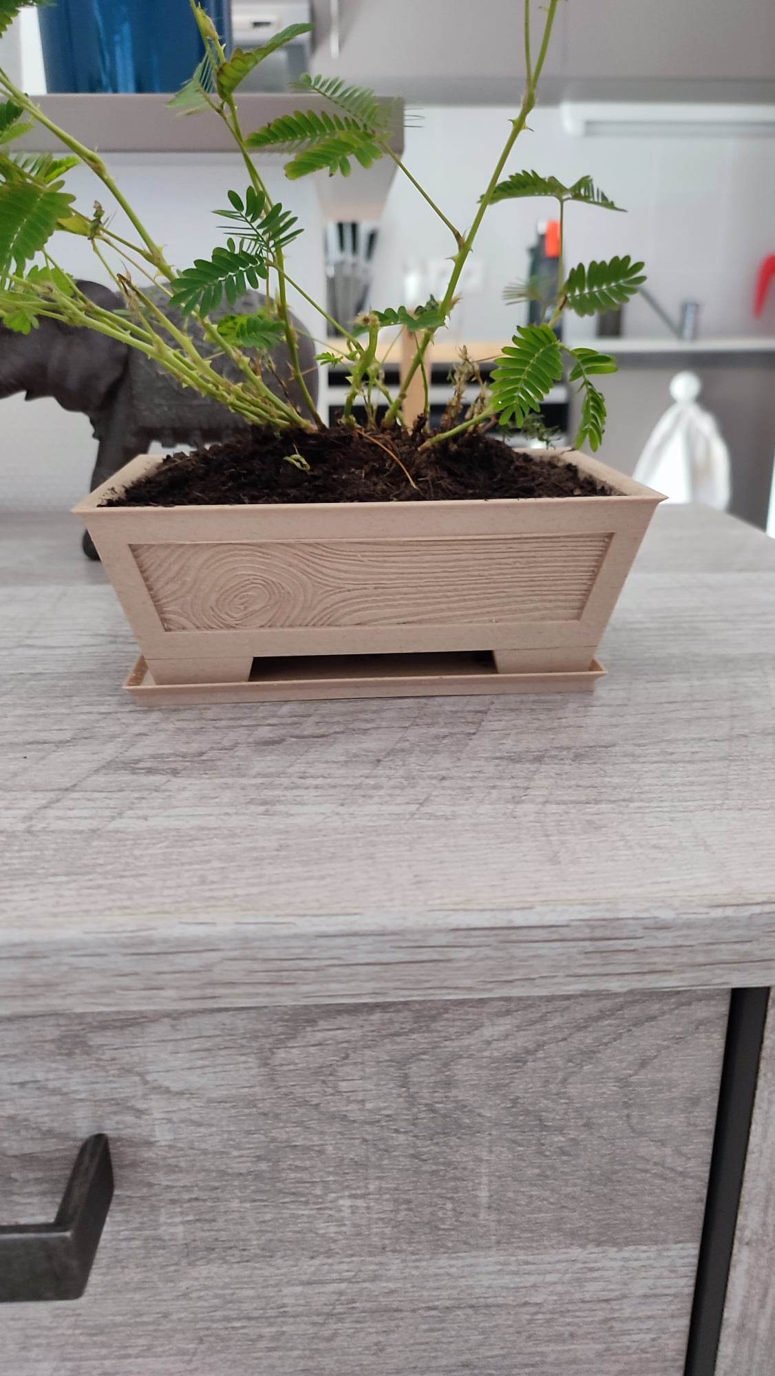 pot bonsai pot aspect bois no support