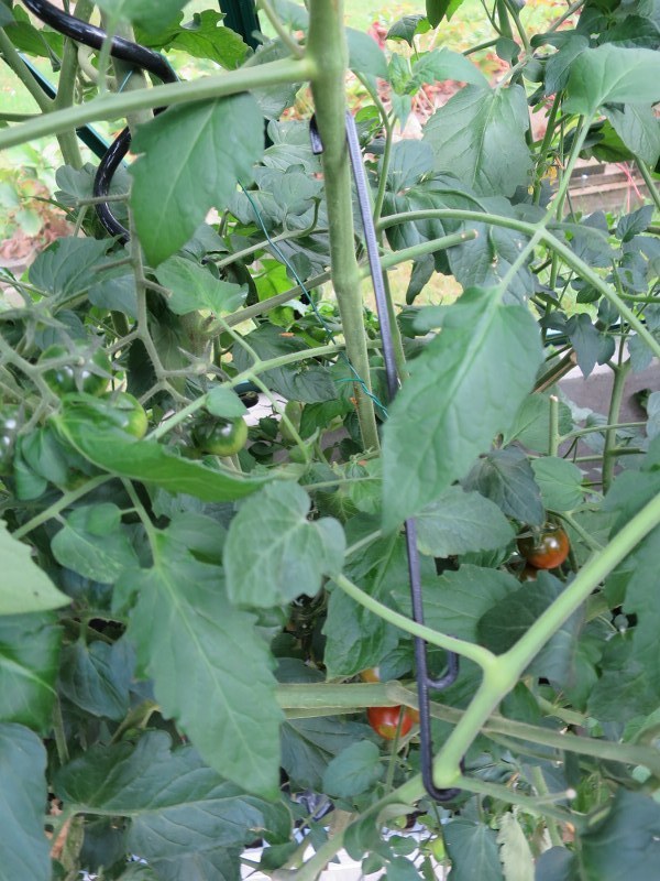 Greenhouse hook by Thomaswt Download free STL model