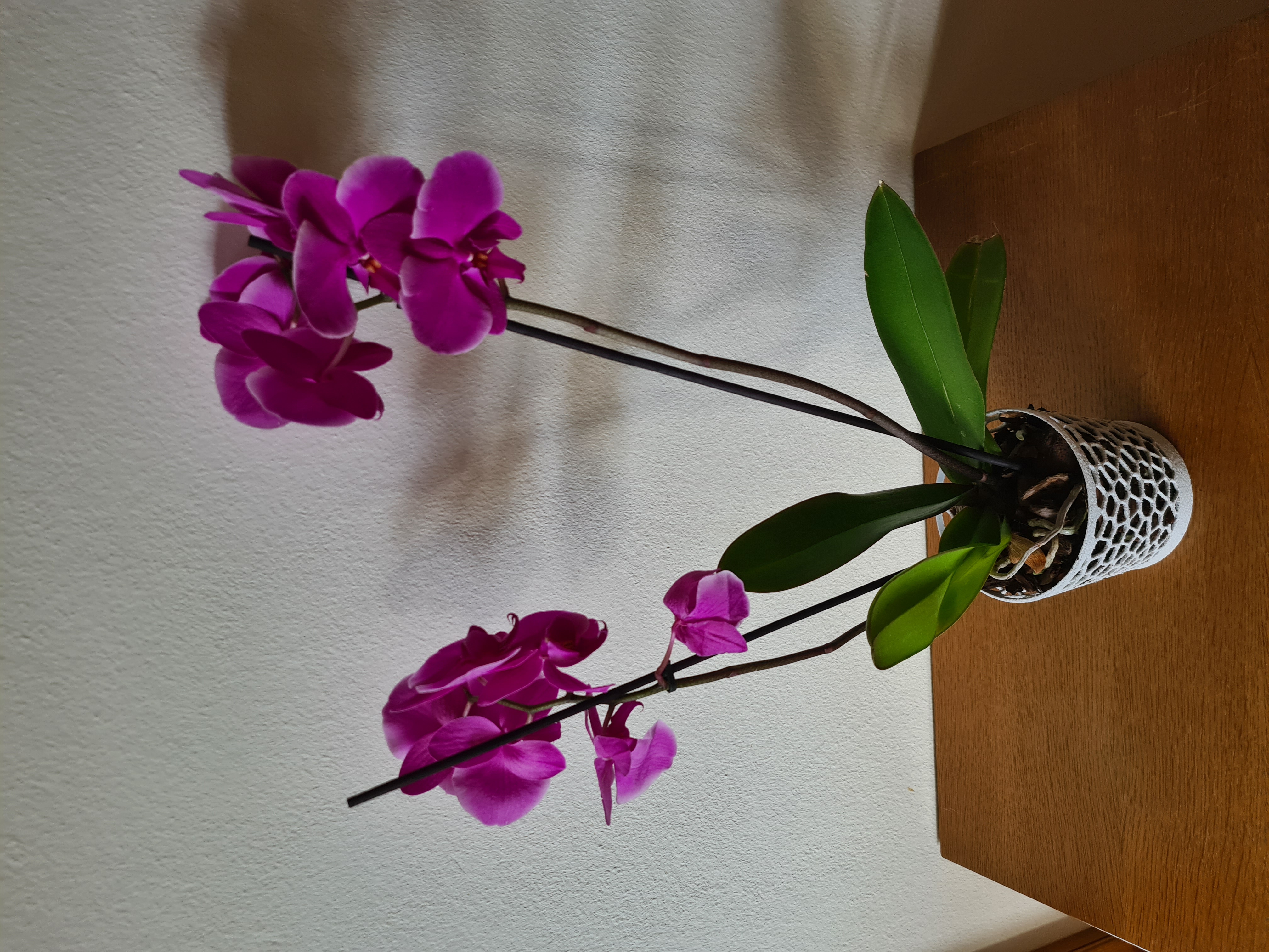 Voroni Orchid Pod